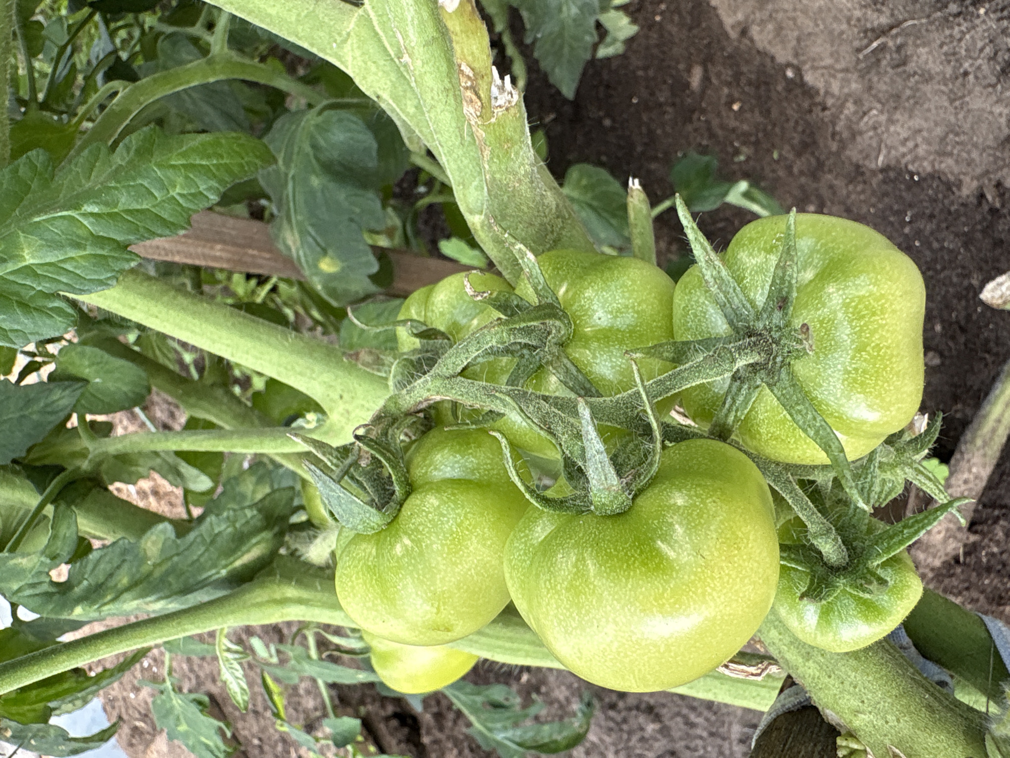 In a garden bed in Vetluzhsky, Russia, a tomato plant bears several unripe green tomatoes. The tomatoes are clustered together on their stems, with a few leaves and the plant's thick green stalks also visible. The soil is dark brown and appears slightly dry.
