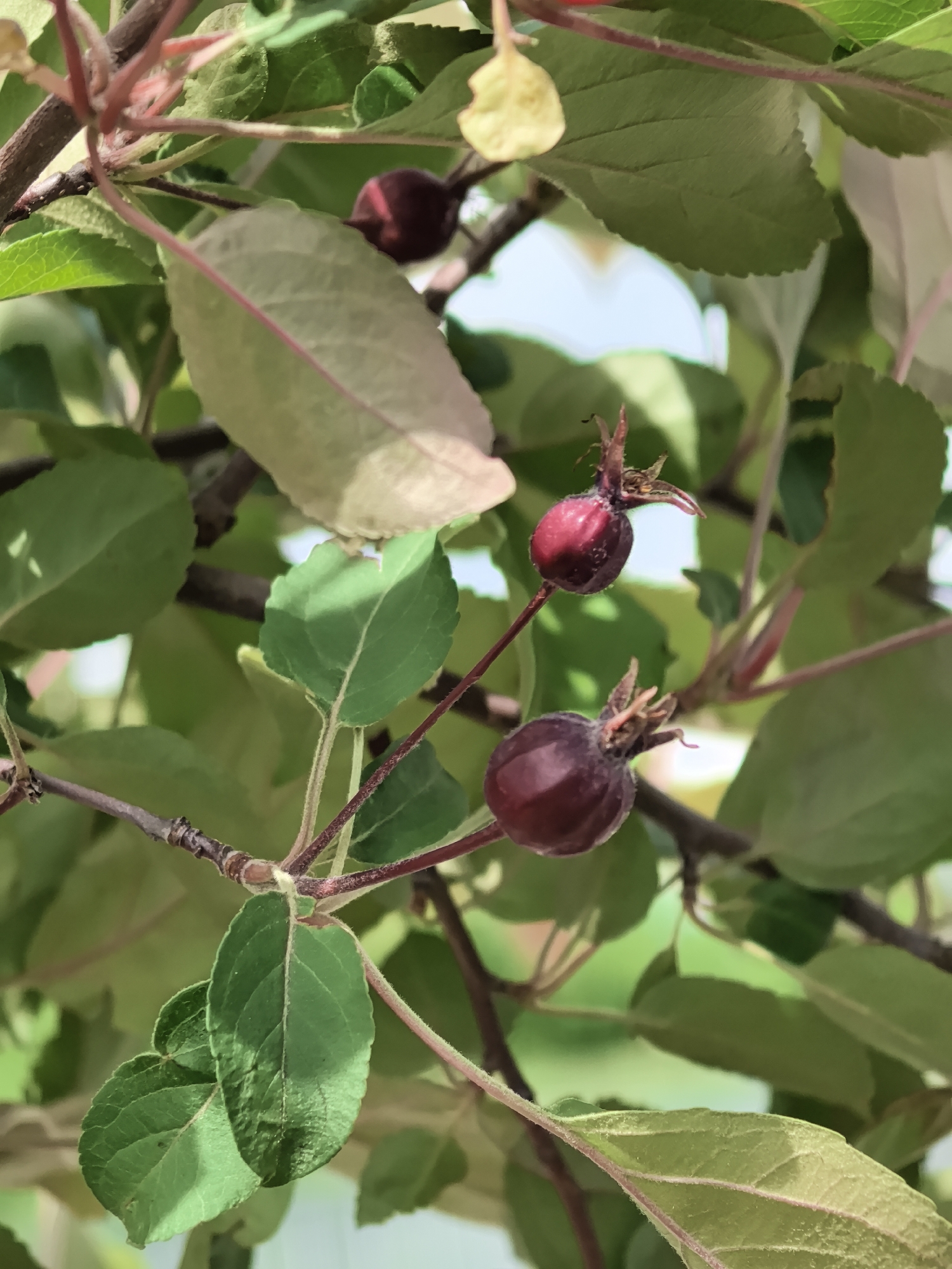 A close-up shot shows a branch of a tree with several leaves and three small, dark red fruits. The leaves are primarily green, with some variations in shade. The fruits are round, with remnants of flower parts at the top. The branches are thin and reddish-brown. The background is blurred, with hints of sky visible through the foliage. The location of Perm, Russia is not discernible from this image.