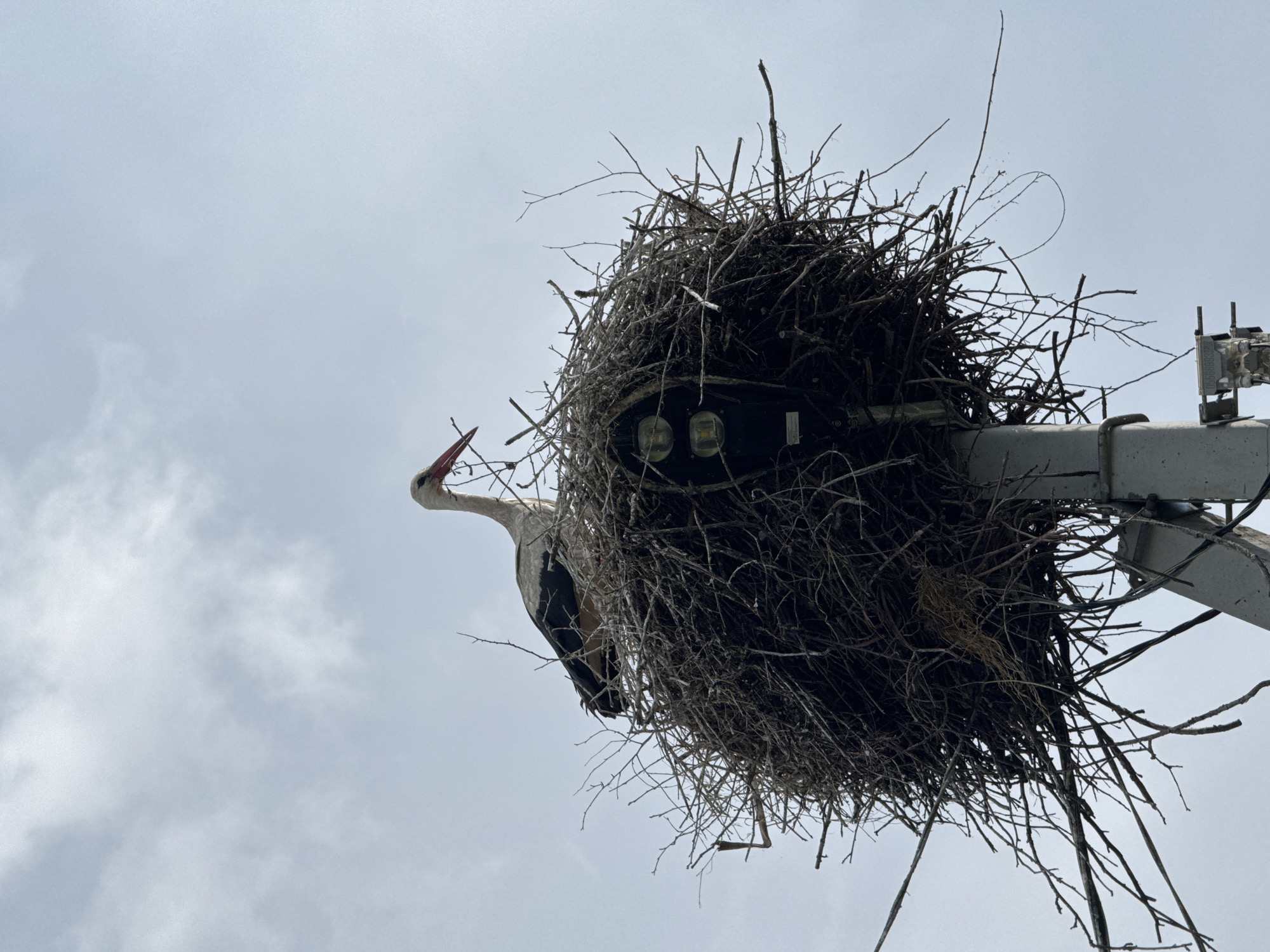 A white stork with black wing feathers and a red beak is perched in a large, untidy nest made of twigs and branches. The nest is built on top of a metal pole that appears to be a lamppost, as there are two circular lights visible within the nest. The sky above is overcast and light blue. The image was taken from below, looking up at the stork and its nest. The scene is set against a backdrop of a cloudy sky, suggesting an outdoor environment. The specific location in the city of Cherven, Belarus, is indicated by the context of the request.