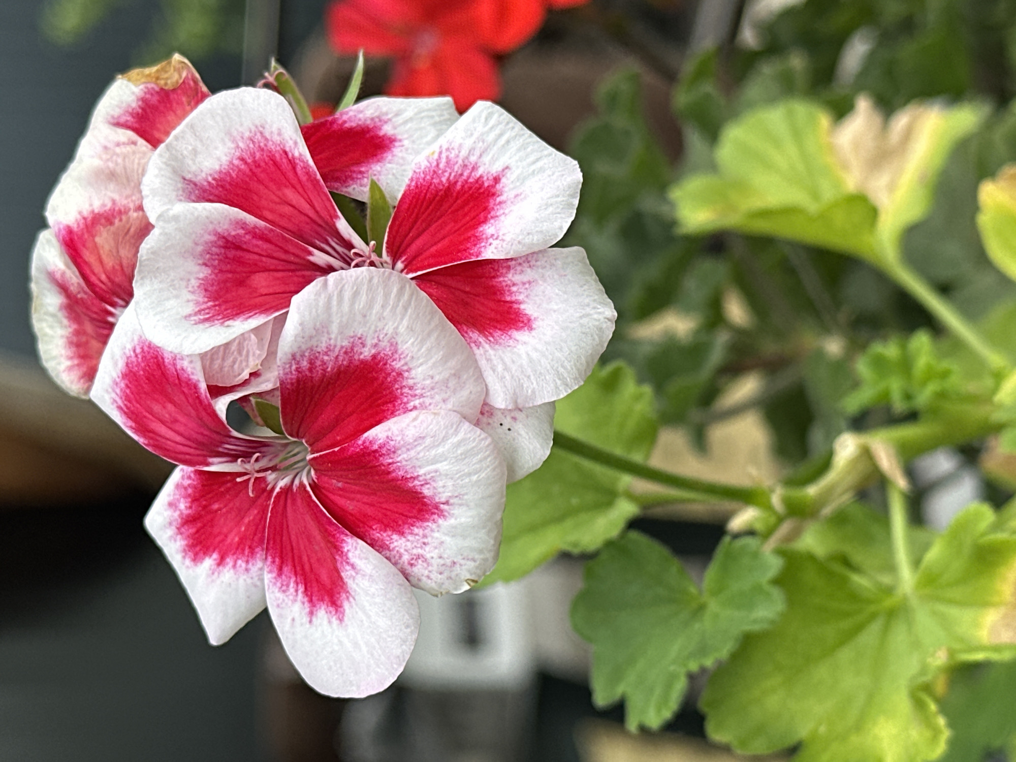 A close-up, slightly overhead shot focuses on two vibrant, two-toned flowers in the foreground. The petals are predominantly white with striking, deep pink or magenta splashes concentrated towards the center and edges, creating a gradient effect. One flower is in sharp focus, revealing delicate stamen and pistil structures within its white and pink center. The other flower, positioned slightly behind and to the right, is also clearly visible, with a hint of a third, partially obscured flower of a solid bright red visible in the background to the far right.
Beneath the flowers, lush green leaves are visible. Some leaves are in sharp focus, displaying a healthy green color, while others further down are slightly out of focus. The stem supporting the flowers is green and shows small buds or developing leaves. The background is softly blurred, with areas of dark gray, suggesting a shadowy or shaded environment, and hints of lighter, out-of-focus shapes that could be other plants or structures. There is no indication of the city of Yessentuki, Russia, or any specific location within it present in the image.