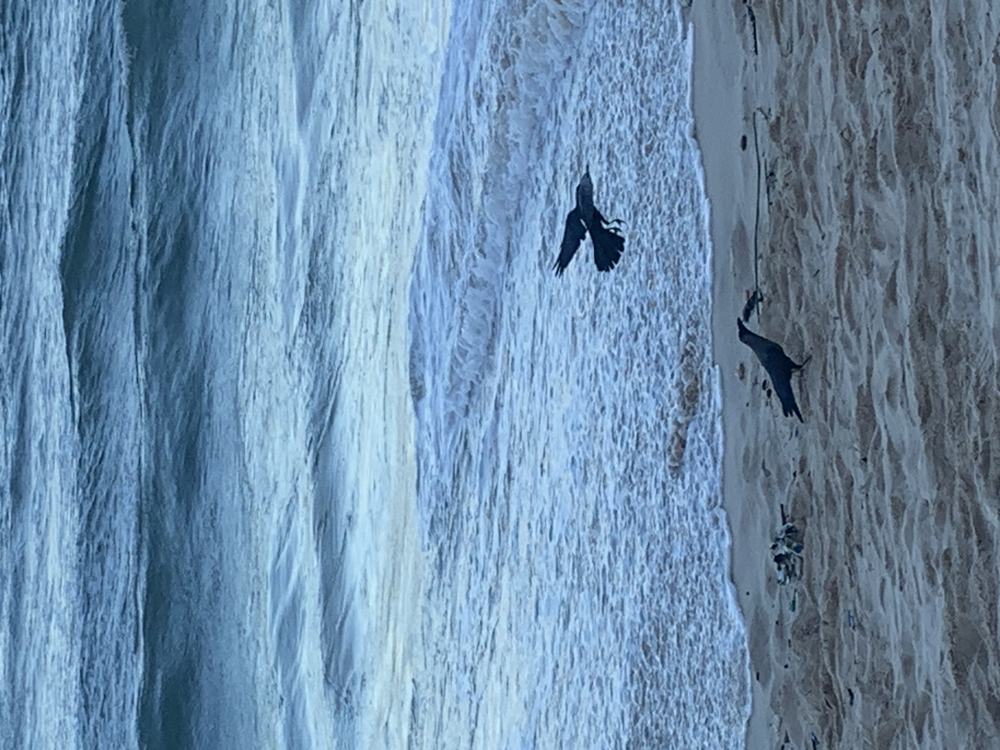 The image shows a beach scene, likely in Dar es-Salaam, Tanzania given the request. The scene includes the ocean with visible waves and a sandy shoreline. Two dark birds are in flight. One bird is closer to the water, with its wings fully extended. The other bird is closer to the shoreline and has its wings pointed downward. There are also some scattered objects, possibly debris or seaweed, along the shoreline. The image is rotated.