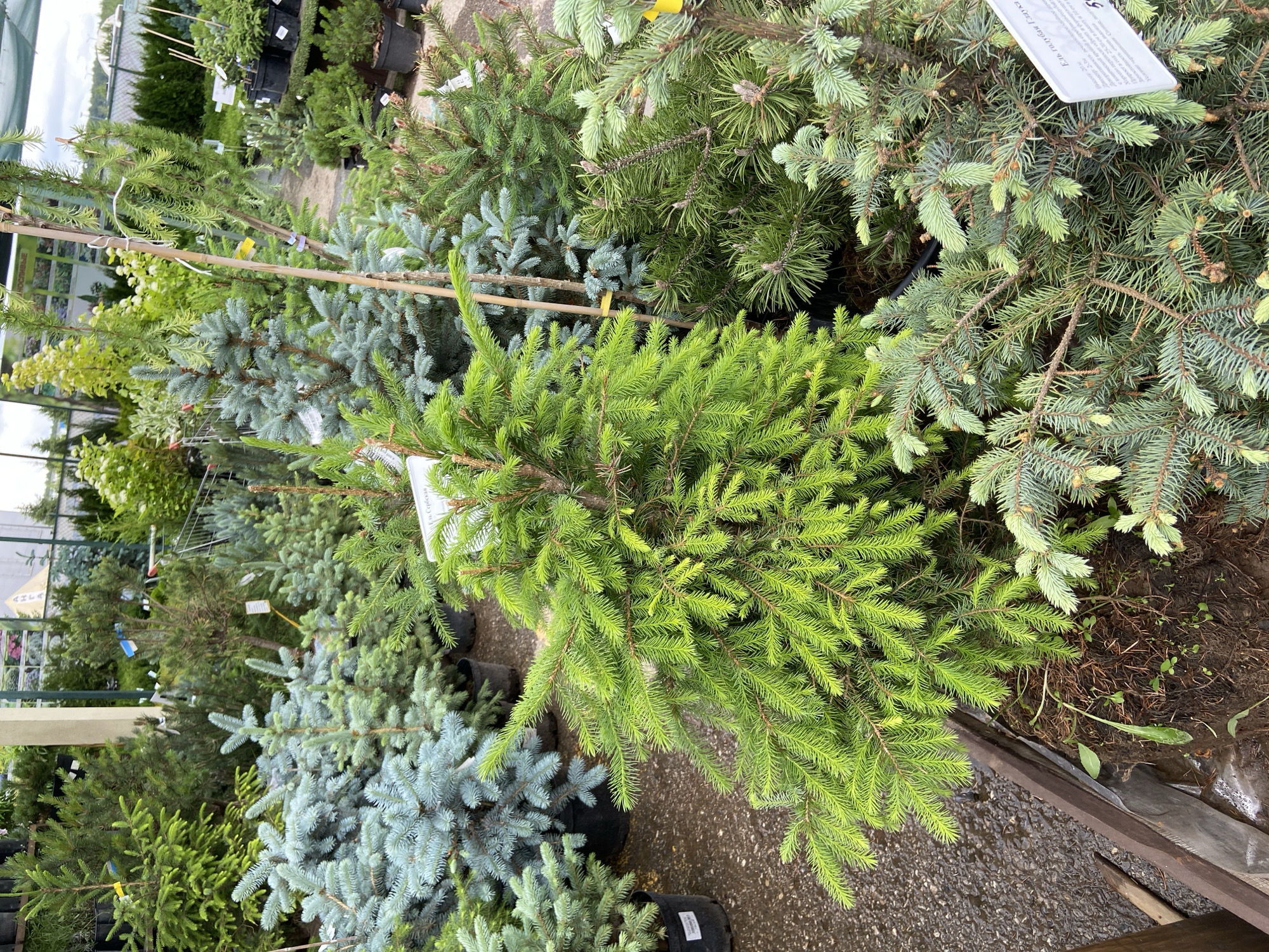The image shows an outdoor nursery, likely a garden center, in Ufa, Russia, with a variety of coniferous trees for sale. In the foreground, a bright green spruce sapling is prominently displayed. Behind it, a cluster of blue spruce trees are visible, their needles a distinctive silvery-blue hue. Other coniferous trees of various shades of green and sizes fill the frame, some in black plastic pots and others appearing to be planted directly in the ground or in raised beds. The ground is wet and appears to be gravel or asphalt, possibly indicating recent rain. There are tags attached to some of the trees, likely providing information about the species and price. In the background, more trees and structures associated with a nursery, such as fencing and awnings, are visible. The lighting suggests it is daytime, likely overcast or with diffused sunlight. No people are present in the immediate frame of the image.