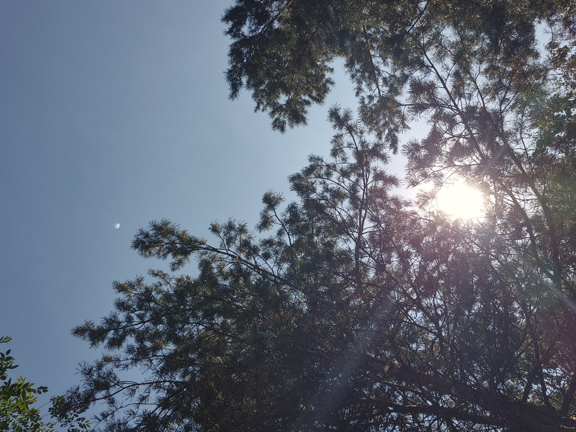 The image captures a low-angle view looking upwards towards a clear blue sky through the branches of pine trees. The sun is partially obscured by the foliage, creating a lens flare and bathing the scene in a warm light. On the far left, a few green leaves from a deciduous tree are visible. The overall impression is one of a serene, outdoor setting, likely a park or a natural area within a city. There are no people or specific landmarks visible that would indicate the precise location within Kokshetau, Kazakhstan. The environment appears natural and unmanicured, with the focus on the interplay of light and shadow among the tree branches against the vast expanse of the sky.