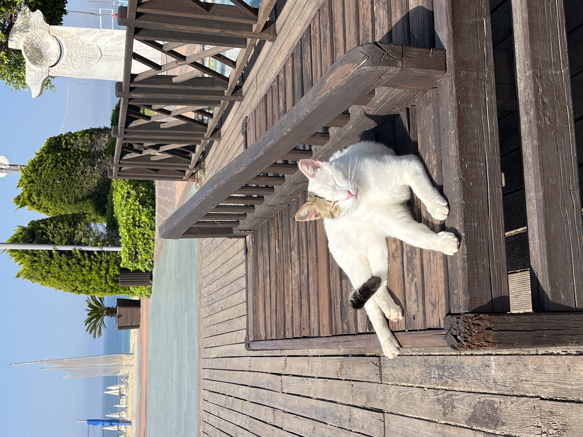 A white and tan cat with a black tail is sunbathing on a wooden deck with a railing. The cat is lying on its side, with its eyes closed and paws extended. The deck is part of a boardwalk overlooking a beach, with trees and a modern sculpture visible in the background. Beyond the beach is the blue sea and sky, typical of a sunny day in Alanya, Turkey.