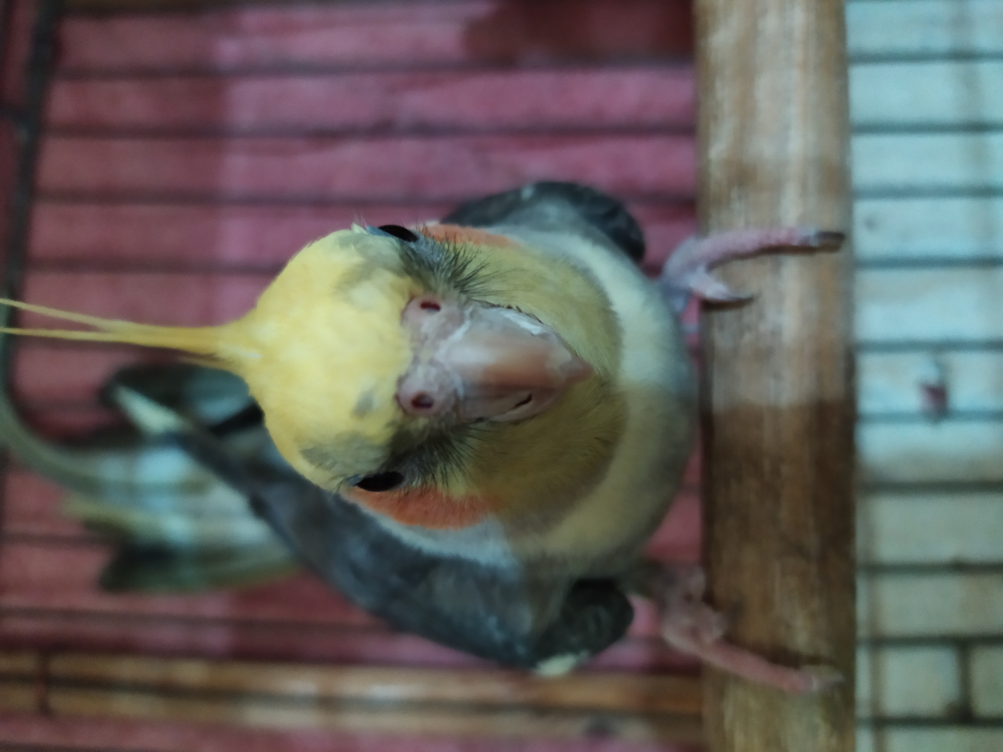 A cockatiel is perched on a wooden dowel inside a cage. The bird is facing forward, its head tilted slightly. It has a yellow crest, gray wings, and a white patch on its cheek. The cage has red bars in the background and a white grate at the bottom. The image is a close-up shot, and the background is out of focus. There is no information provided about the location being Bilajari, Azerbaijan.