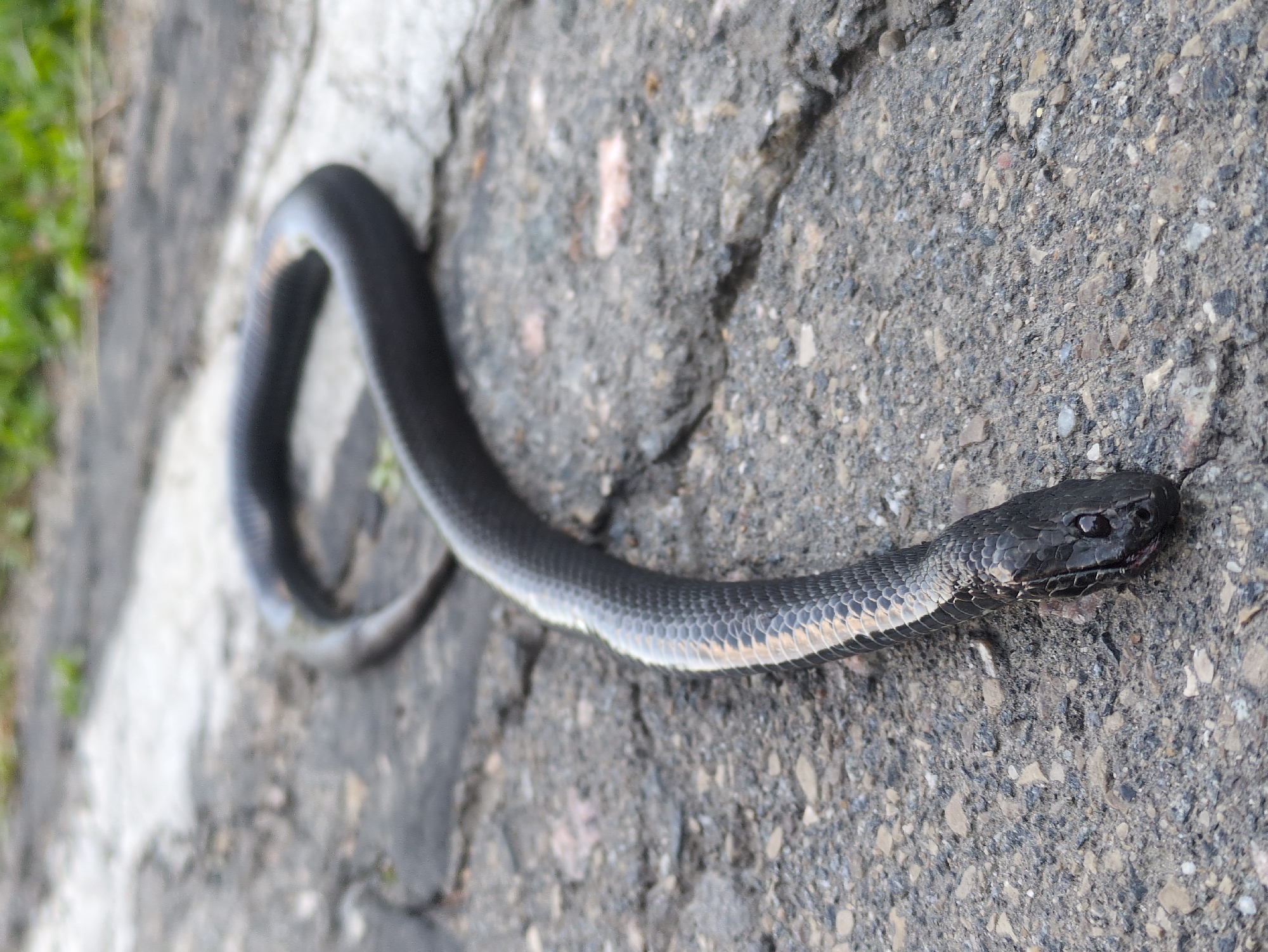 A black snake with a glossy sheen is coiled on a cracked asphalt surface, with a strip of lighter colored material running parallel to it. The snake's head is at the bottom right of the frame, facing slightly left. Its body curves upwards and to the left, forming a loose loop. The background shows patches of green vegetation. The scene appears to be outdoors, likely on a road or path within the city of 17 Lineynyy Punkt, Russia.