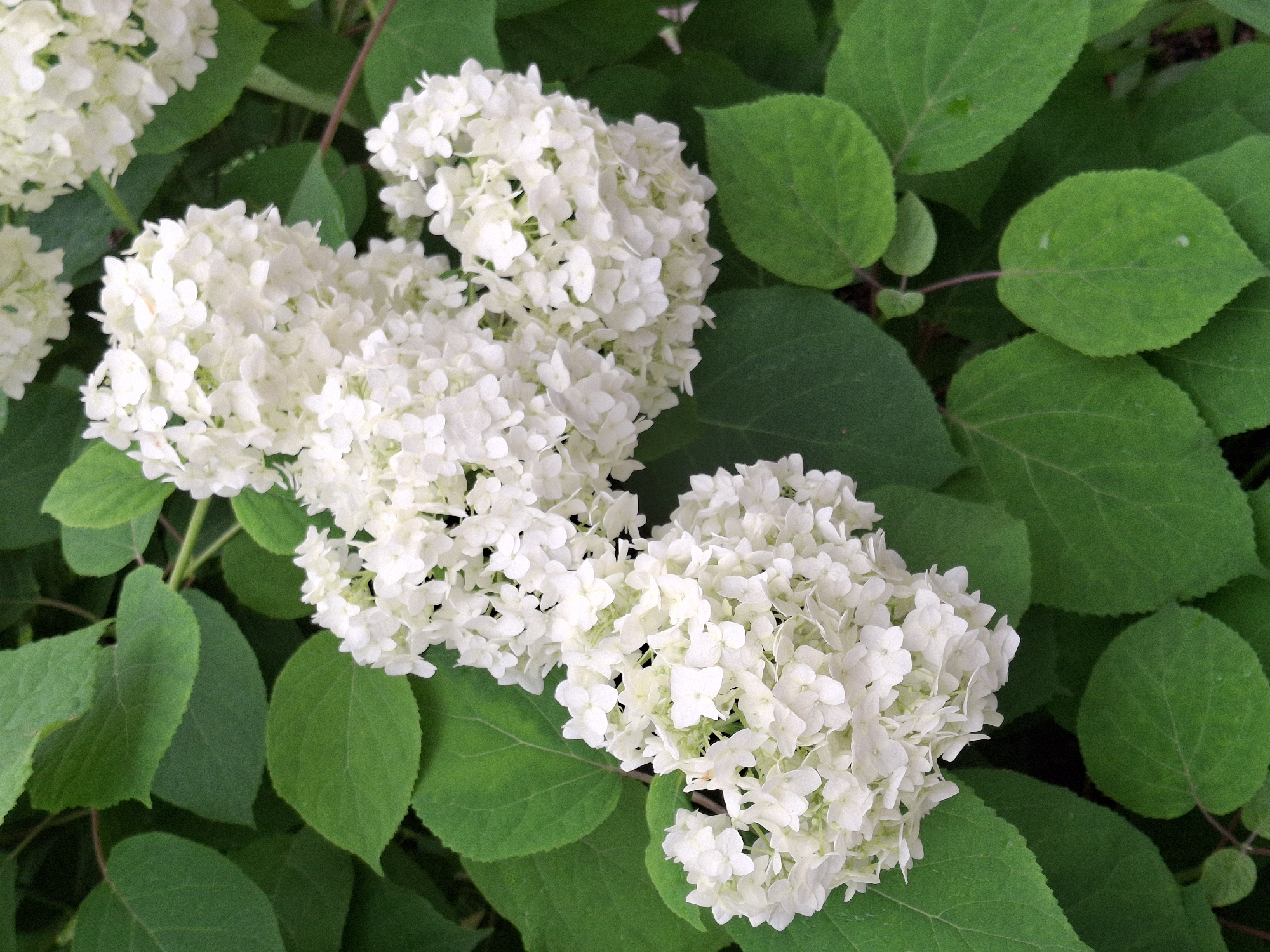 This is a close-up, vertical, eye-level shot of a cluster of white hydrangeas surrounded by lush green leaves. The hydrangeas are in full bloom, with many small, delicate white florets forming spherical clusters. The leaves are a deep green, some appearing slightly wet, suggesting recent rain or dew. The image focuses on the natural beauty of the plants, with no people or man-made structures visible. The lighting is soft and diffused, highlighting the texture of the petals and leaves. The scene appears to be from a garden or park setting.