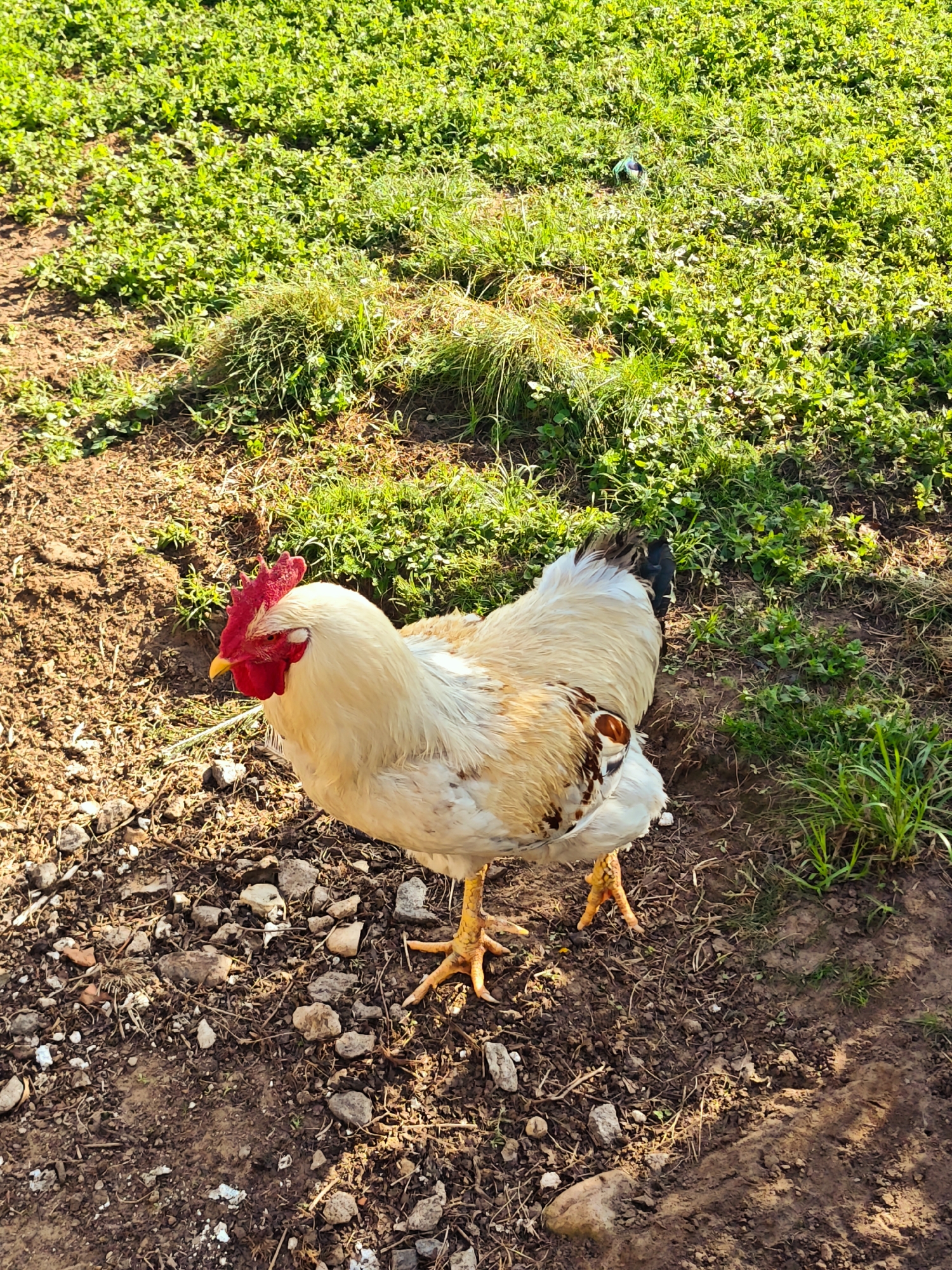 A light-colored rooster with a red comb stands on rocky soil near a patch of green grass. The location is not specified in the image, but has been identified as Луговой, Russia. The rooster is facing the left of the frame, casting a slight shadow in the bright sunlight. The soil is mixed with small rocks and dried vegetation. The grass behind the rooster is lush and green, suggesting a natural outdoor environment.