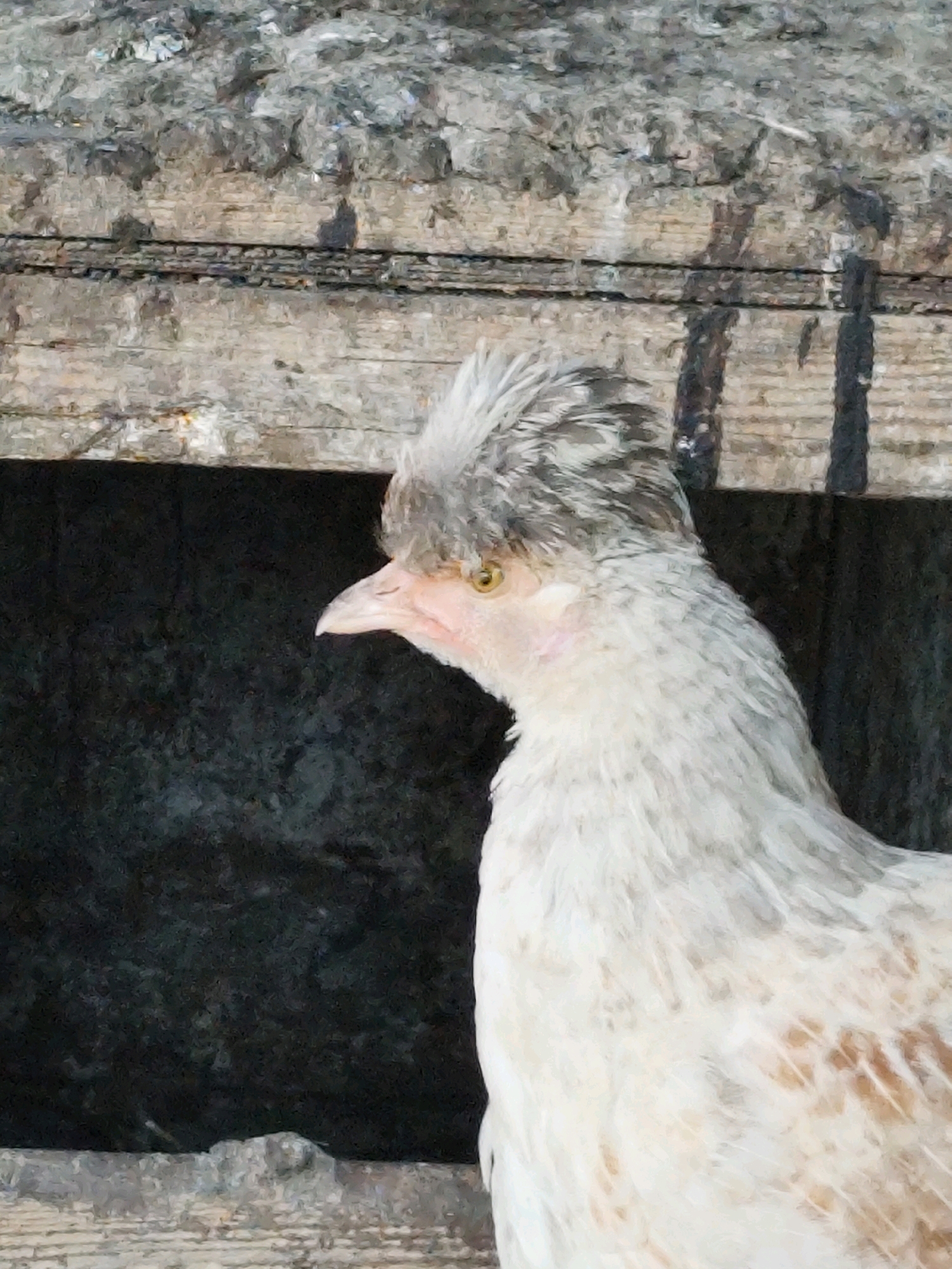 A close-up, profile view shows a light-colored chicken with a crest of gray and white feathers on its head. The chicken's eye is visible, a yellow iris with a dark pupil. Its beak is pointed and pale pink, with a slightly darker tip. The chicken's body is covered in fluffy, white feathers, with some hints of light brown or tan markings. It is positioned in front of a dark, rough-textured background, likely a shadowed area or opening. Above the chicken, there is a weathered wooden structure with visible grain and horizontal planks, suggesting it is either in a coop or near some sort of wooden enclosure. The lighting appears to be natural daylight, casting some shadows and highlighting the texture of the wood and the chicken's feathers. This scene is located in the city of Balqaş, Kazakhstan.