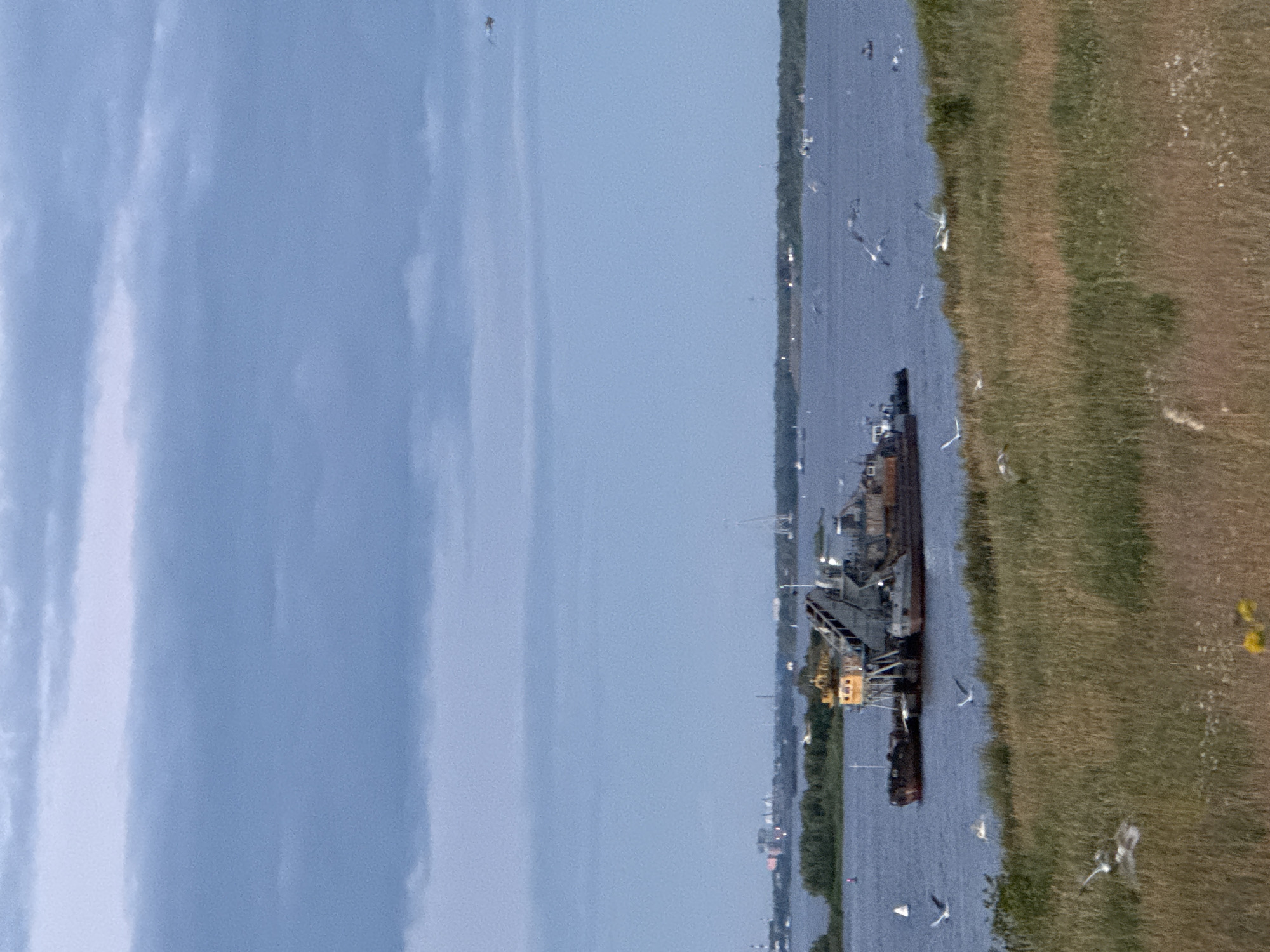 The image depicts a wide river with a dredging barge in the mid-ground. The barge is a complex industrial vessel, appearing to be actively engaged in its work, with visible machinery and structures. Several seagulls are in flight around the barge and closer to the shore. In the foreground, tall, dry grass dominates the landscape, with a few small white flowers and a single yellow flower visible. The background shows a distant, hazy shoreline with trees and what appear to be industrial buildings, including smokestacks, indicating an urban or industrial area. The sky is overcast with heavy, gray clouds. The scene suggests a working river environment in an industrial region. This scene is likely located along the Volga River in Nizhny Novgorod, Russia, given the presence of industrial activity and the characteristic wide river and shoreline landscape often seen in that area.