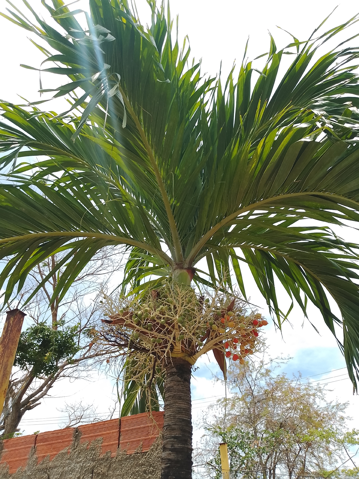 A mature palm tree, likely a Foxtail Palm (Wodyetia bifurcata) given the fruit and frond structure, occupies the central and right portions of the frame, viewed from a low angle against a bright sky. Its numerous pinnate fronds are a vibrant green, with some appearing lighter where sunlight strikes them directly, and a prominent lens flare emanates from the upper left. Directly beneath the crown, multiple clusters of ovoid fruits are visible, transitioning in color from unripe green to mature orange and deep red. The tree's trunk is dark and textured. The background consists of a light blue sky with scattered white cumulus clouds. To the left, a weathered, rusty vertical metal pole or pipe stands. Behind it, various other trees are present, including deciduous varieties with mostly bare branches and some areas of sparse green foliage. In the lower-left, a textured grey concrete wall is topped by a horizontal section of orange-red, ridged terracotta-style bricks. Faint power lines are discernible in the upper right background. No people or overt actions are present in the scene, which is located in Santa Ana, Venezuela.