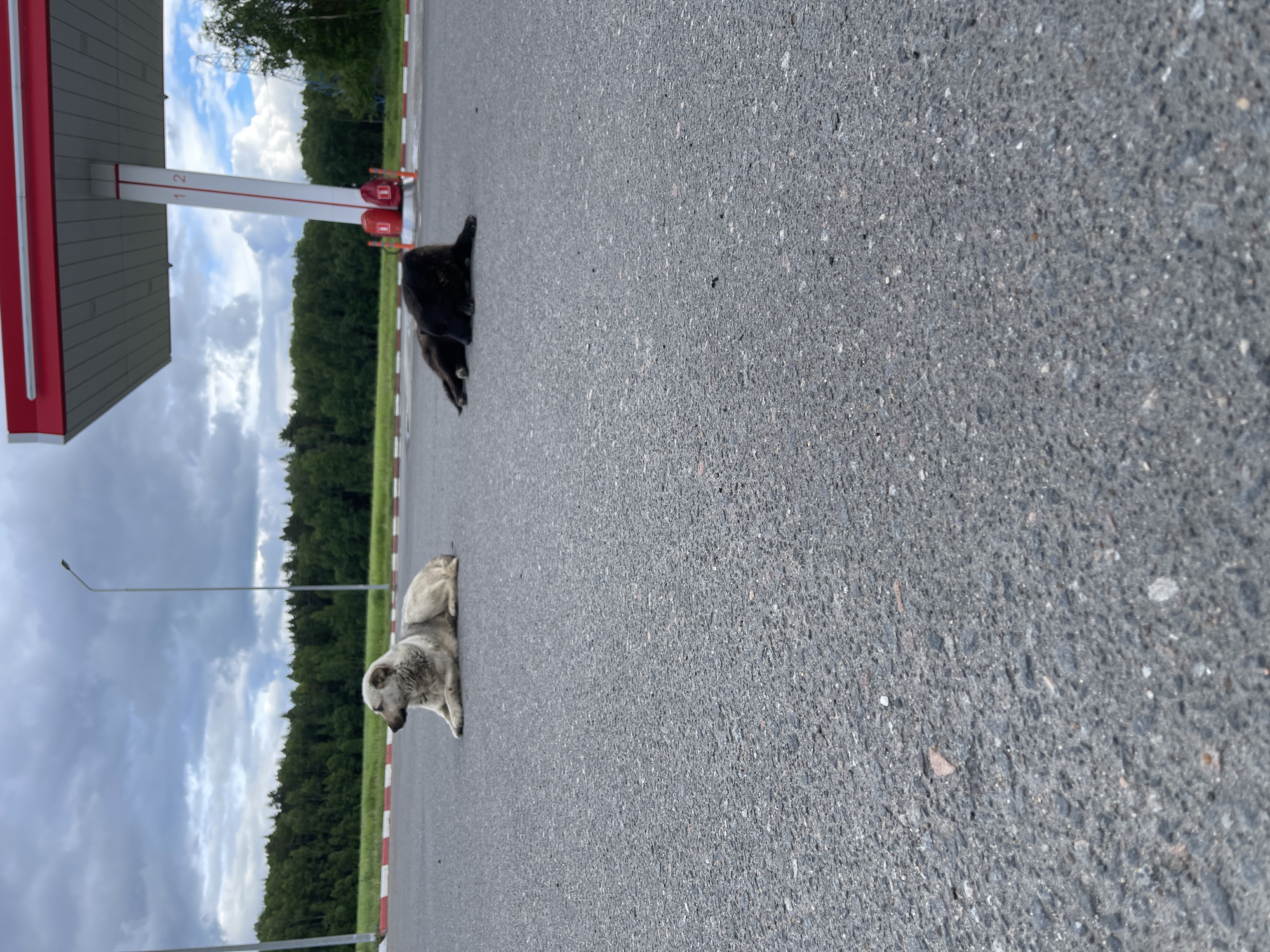 The image depicts a scene at a gas station in Бавыкино, Russia. Two dogs are lying on the asphalt pavement. One dog is black and located closer to the gas pump, while the other is light gray and situated near a streetlight. The environment includes a gas station canopy, forest, and a sky with clouds. A red and white curb is visible along the edge of the pavement.