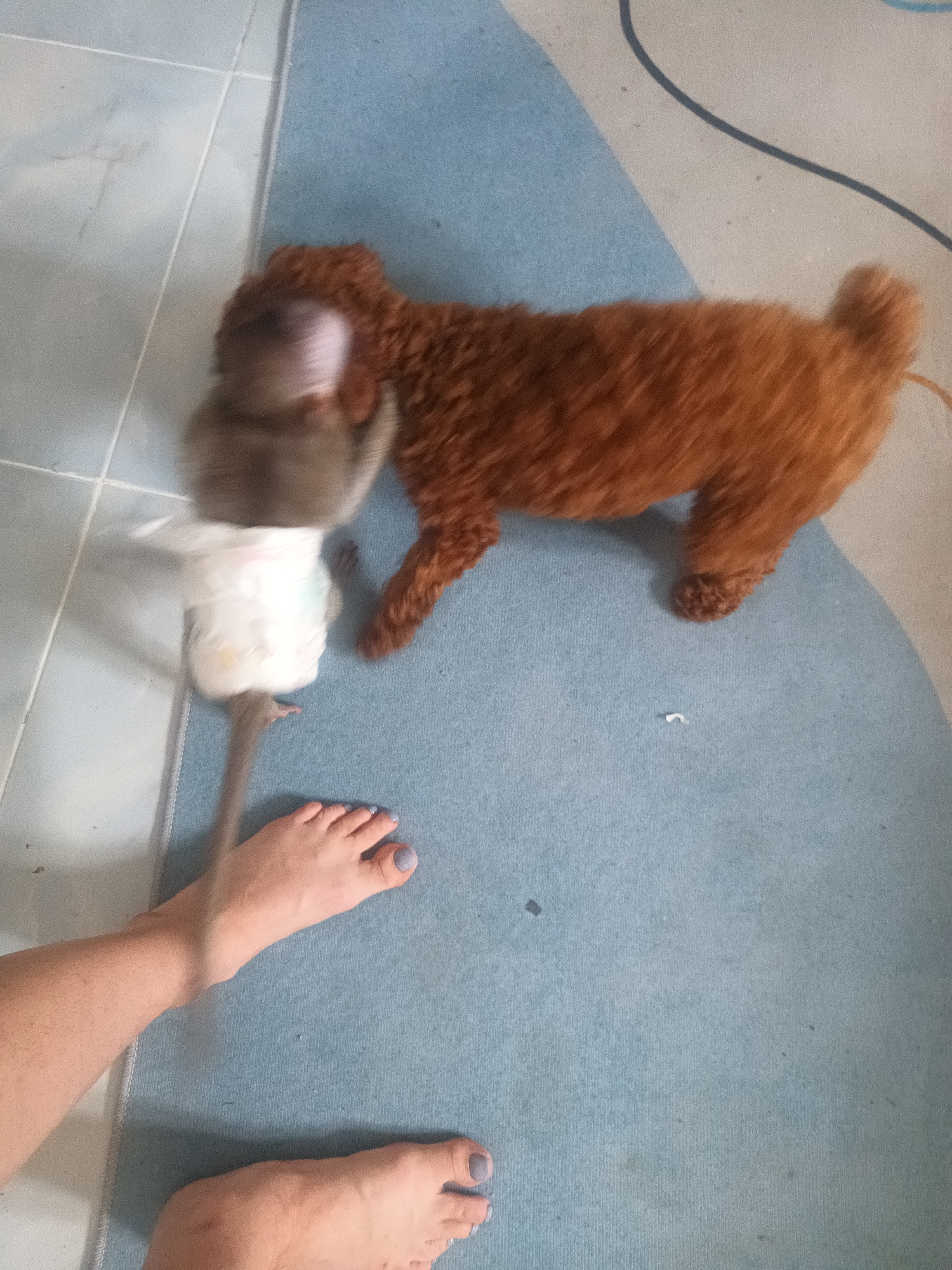 The scene depicts an interior, possibly a home, in Baan Wok Tum, Thailand. A brown poodle dog is standing on a blue and white floor covering. Beside the dog, a person's bare foot is visible, along with a grey rat wearing a diaper. The rat is in motion, indicated by a blur, suggesting it is being chased or played with. The floor covering is on top of a tiled floor. A second foot is in the bottom right corner of the image.