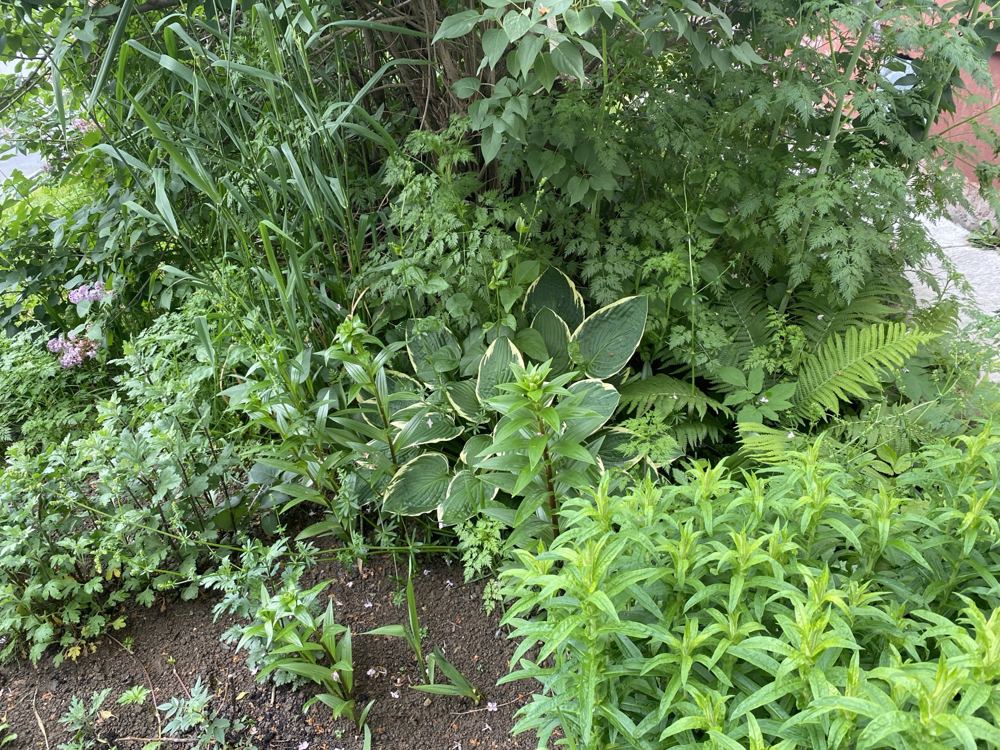 The image depicts a dense, overgrown garden bed in Yuzhno-Sakhalinsk, Russia. A variety of green foliage dominates the scene, including tall, reedy grasses on the left, fern fronds, hosta plants with variegated leaves, and other leafy green plants. Small clusters of pale pink flowers are visible amongst the foliage. The ground is covered in dark soil with scattered leaf litter and a few fallen pink petals. A light-colored paved surface, possibly a sidewalk or pathway, is partially visible on the right edge of the image. The overall impression is one of a lush, untamed natural space. There are no people or animals visible in the image, and no specific actions or interactions are depicted.