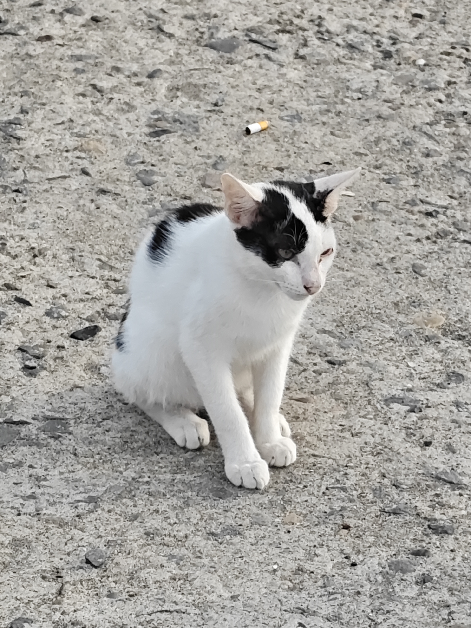 A black and white cat is sitting on a grey, textured surface, possibly asphalt or concrete. The cat is looking to its right with its eyes partially closed and its head tilted. A partially smoked cigarette butt is visible on the ground behind and to the left of the cat. The background is out of focus, showing more of the grey surface. The image appears to have been taken outdoors. The scene does not provide any specific indicators of being located in Lhokseumawe, Indonesia.