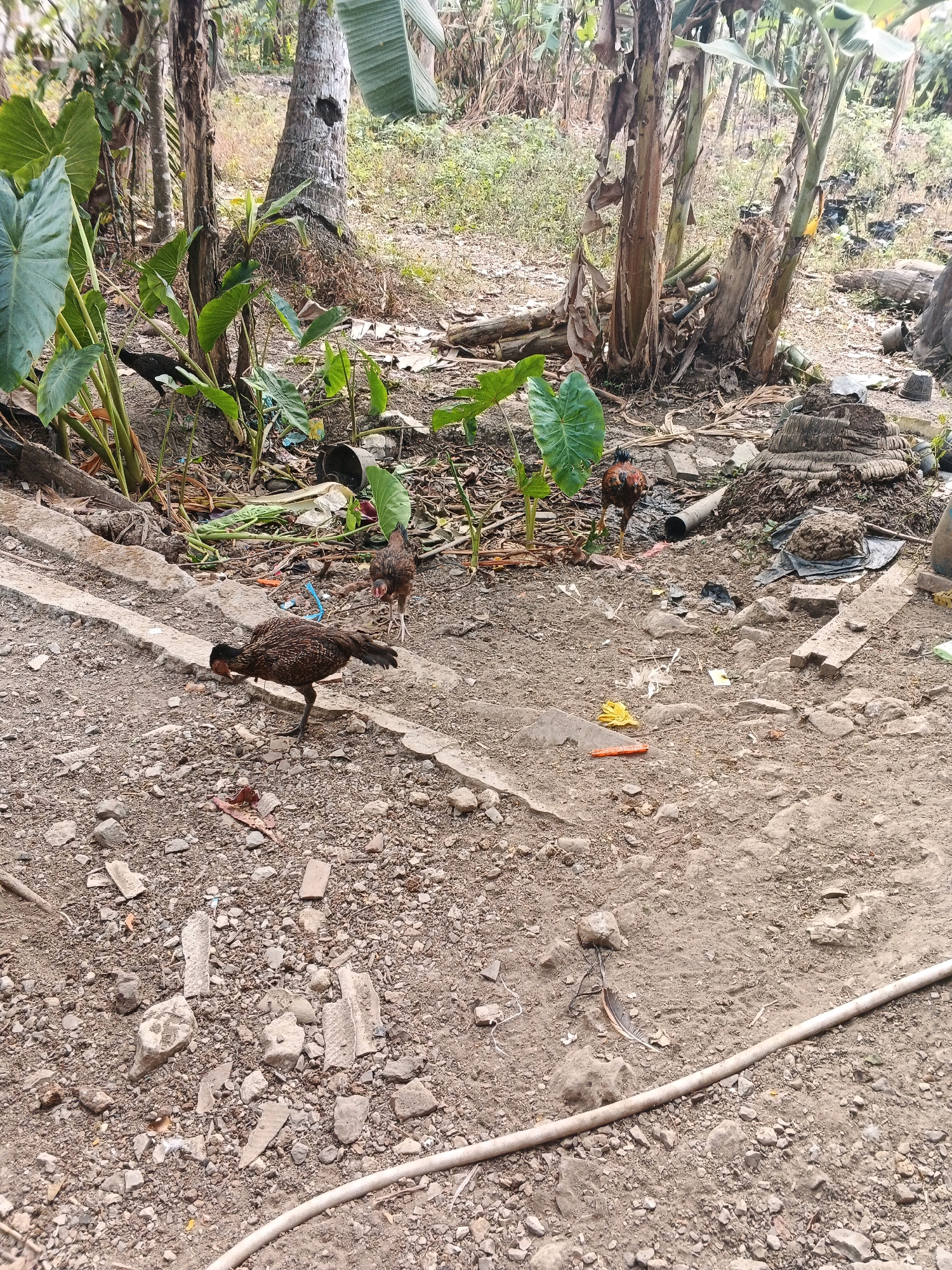 In Karangjengkol, Indonesia, the scene depicts an outdoor environment with several chickens foraging on the ground. The ground is composed of soil and scattered debris, including small rocks, broken pieces of concrete, and some scattered leaves. Several large-leafed plants, possibly taro or similar tropical vegetation, are visible, along with banana trees and other foliage. In the background, there are remnants of what appear to be fallen trees or thick vegetation. There is also some visible trash, including plastic bags and a discarded pipe. The overall impression is a somewhat unkempt, natural setting with domestic animals present.