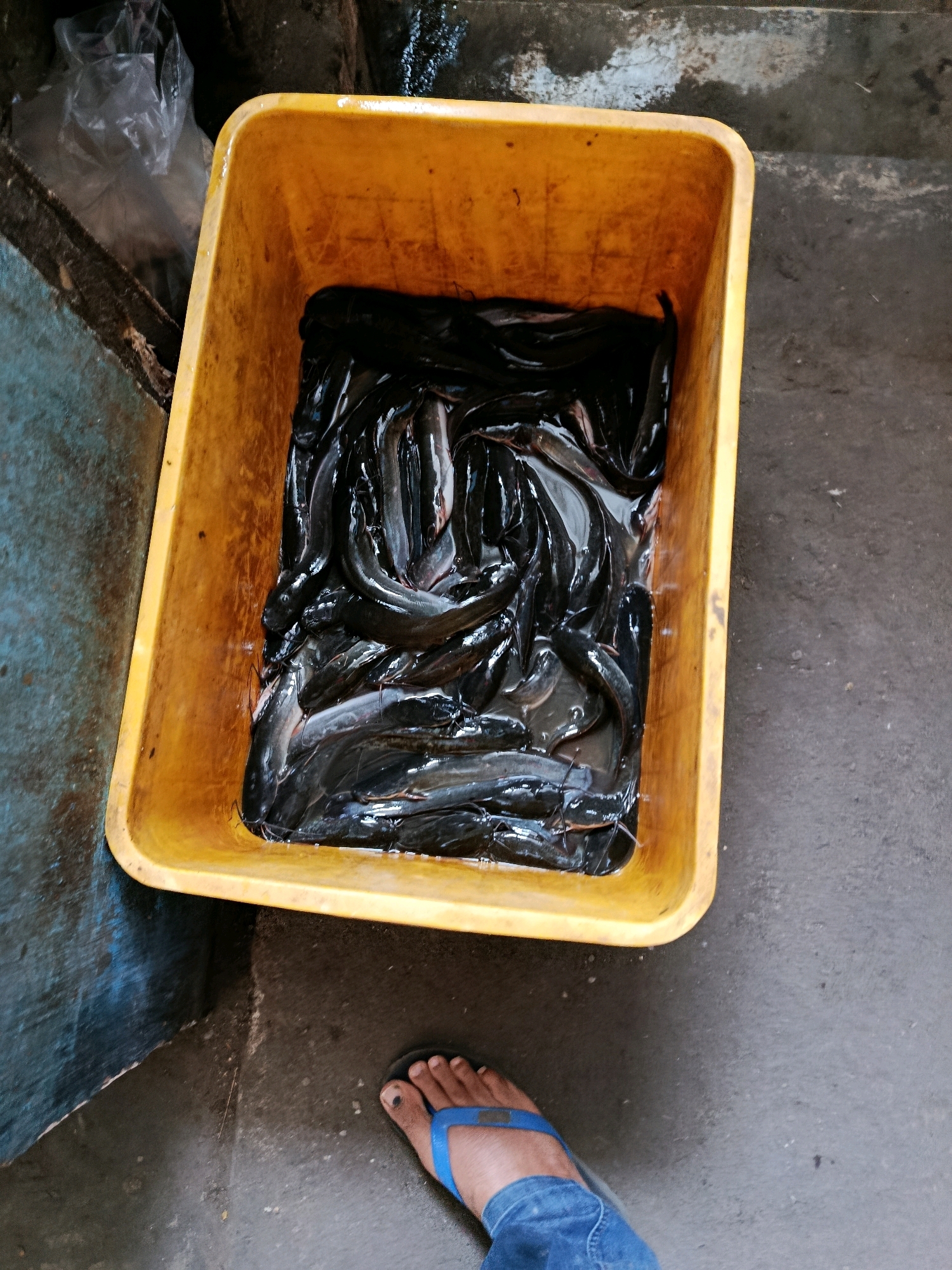 In Bululawang, Indonesia, a yellow plastic tub overflows with a dense collection of live catfish. The fish, predominantly dark in color, are partially submerged in water within the container. The tub rests on a gray, gritty surface, possibly a market floor, exhibiting some stains and debris. To the lower right, a person's bare foot, adorned with a blue flip-flop, is visible, indicating human presence at the scene. The background shows a blue-painted wall on the left and a plastic bag, possibly containing more items, further up and to the left. The lighting suggests an outdoor or semi-covered environment, typical of a local marketplace.
