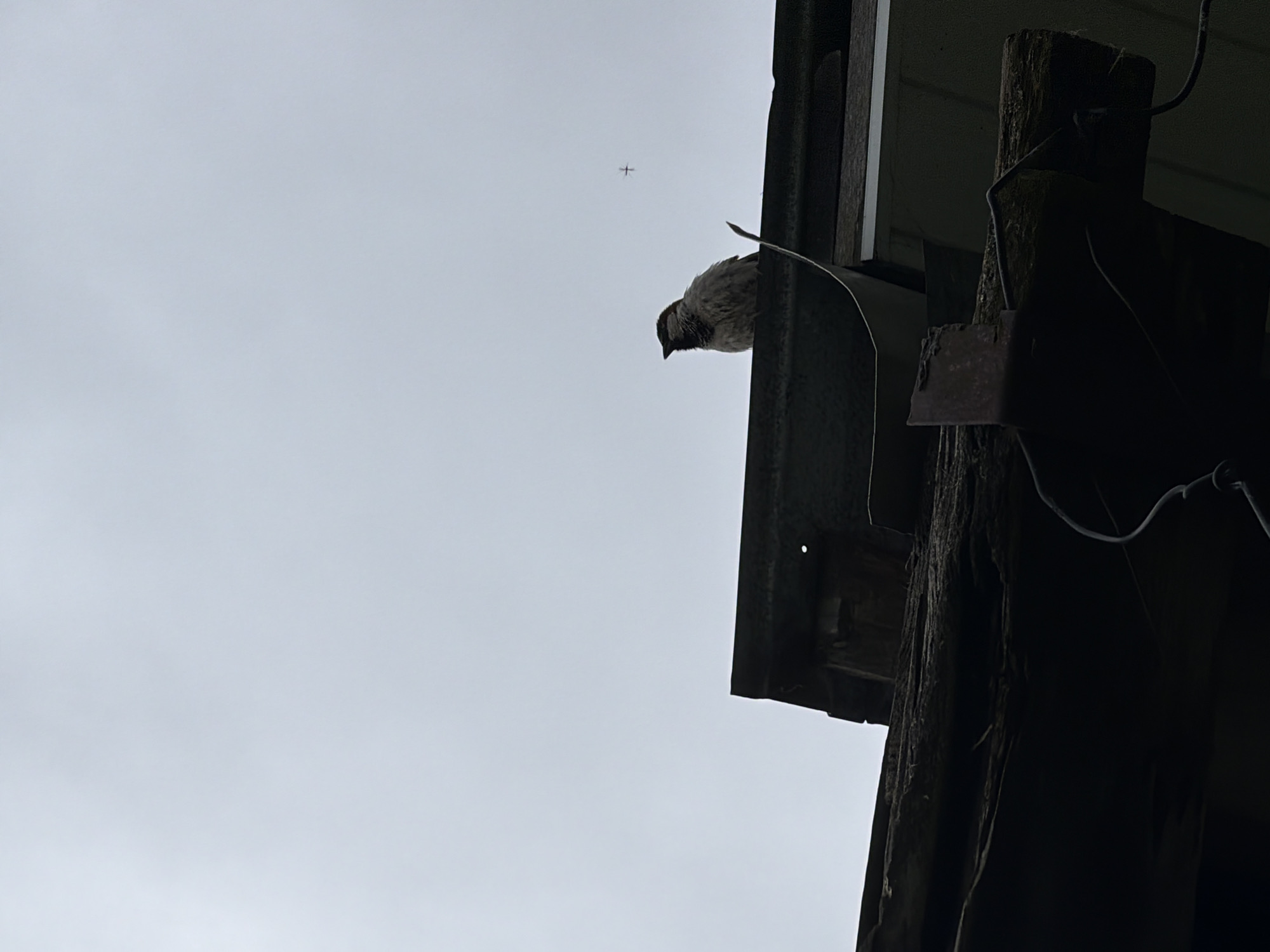 An upward-facing, low-angle photograph captures a small bird, likely a sparrow, perched on a dark, weathered wooden structure, possibly a beam or pillar. The bird is positioned on the right side of the frame, facing left. The wooden structure shows significant age and is adorned with various dark wires and a rustic metal fixture, partially visible. The background is a vast, light grey, overcast sky, indicating daytime. High in the upper-middle section of the sky, a small, distant object with a cross-like silhouette, identifiable as an airplane, is faintly visible. The scene is an outdoor setting in Marakushi, Russia, characterized by an overcast sky and utilitarian architectural elements. There is no discernible human activity or visible text.