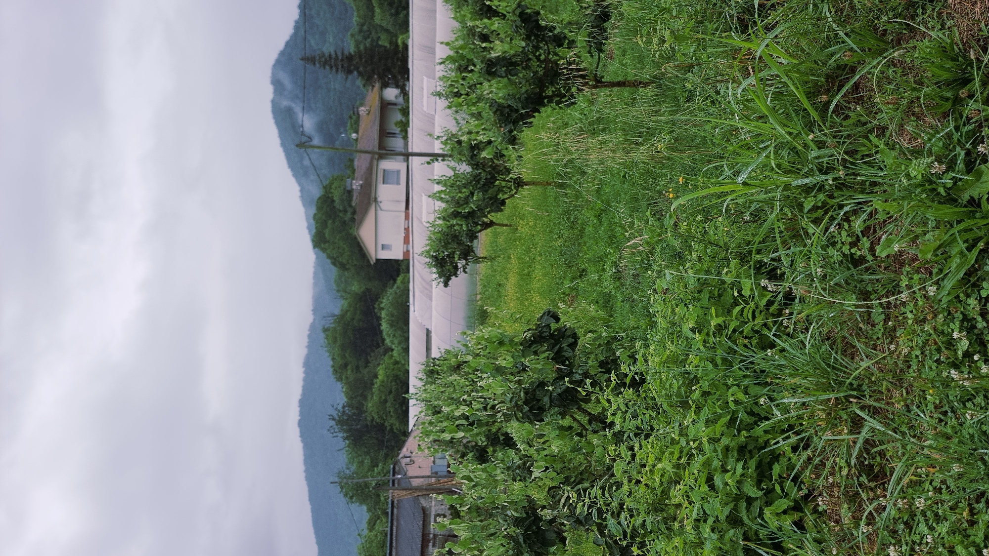 In Sant Joan les Fonts, Spain, a lush, overgrown field dominates the foreground, featuring dense green foliage, tall grasses, and scattered white clover. Behind this verdant expanse, a row of young trees with dark trunks and full, leafy canopies stands in a line. Further back, a series of large, white, arched structures, likely greenhouses, stretch horizontally across the middle ground. Beyond the greenhouses, a two-story house with a light-colored facade and a dark roof is visible, set against a backdrop of rolling hills and mountains shrouded in mist under a cloudy sky. The overall impression is one of a rural, possibly agricultural, setting on a damp or overcast day.