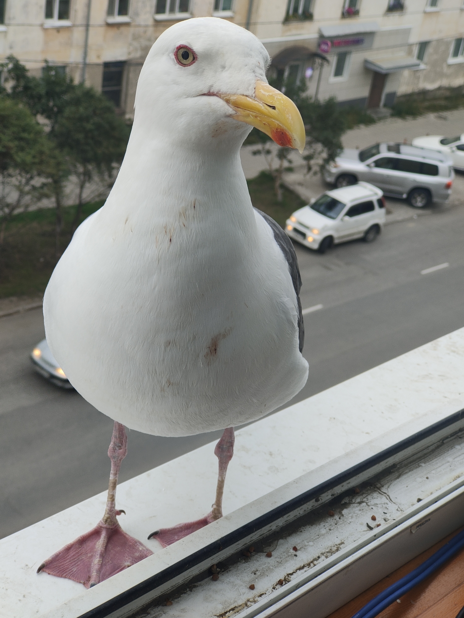 A medium shot captured from a slightly low angle shows a seagull perched on a white window ledge, its body facing left and its head turned towards the camera. The bird's plumage is predominantly white, with grey and black markings on its wings, and its beak is yellow with a red tip. Its pink webbed feet are visible, gripping the ledge.
In the background, a street scene unfolds with several cars, including a white SUV and a silver SUV, parked and driving. Beyond the street, a multi-story building with windows and balconies is visible, suggesting an urban environment. The overall impression is that of a common city bird in a residential or commercial area.