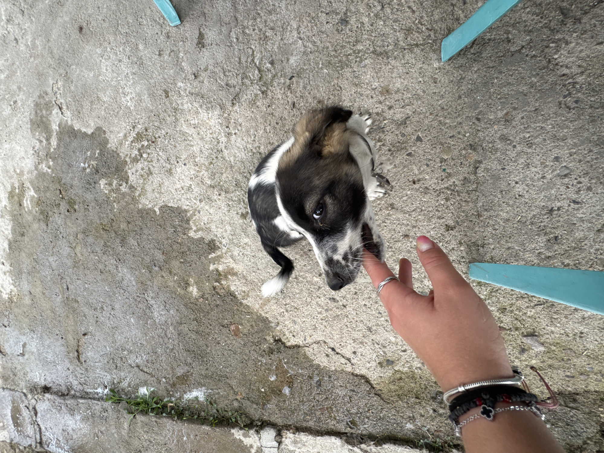 In Sredets, Bulgaria, a person's hand, adorned with bracelets and rings, is visible in the lower left portion of the frame, extending towards a young dog. The dog, a mix of black, white, and brown, is positioned in the center of the image, looking up and gently nibbling on the extended finger. The scene unfolds on a rough, grey concrete surface, possibly a courtyard or pathway, with sparse green vegetation growing in a crack on the left side. Two teal-colored chair legs are partially visible at the bottom right and top right corners of the image, suggesting an outdoor seating area. The lighting indicates it is daytime.
