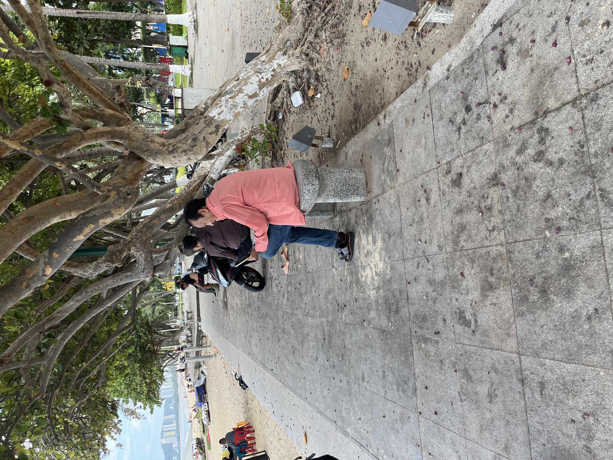 The image captures a scene along the coastline of Nha Trang, Vietnam. In the foreground, a man wearing a pink shirt and blue jeans is seated on a stone bench, looking at his phone. His right foot is crossed over his left. Beside him, a black motorcycle is parked. The walkway in front of the bench is paved with large, grey stone tiles, scattered with fallen dark red fruits or seeds. The walkway runs alongside a sandy beach, where beach chairs and umbrellas are visible in the distance. Large trees with exposed roots and thick, gnarled branches arch over the walkway and beach, providing shade. The background reveals a cityscape with buildings and a slightly hazy sky. The overall environment suggests a public space near the beach, possibly a promenade or park area.