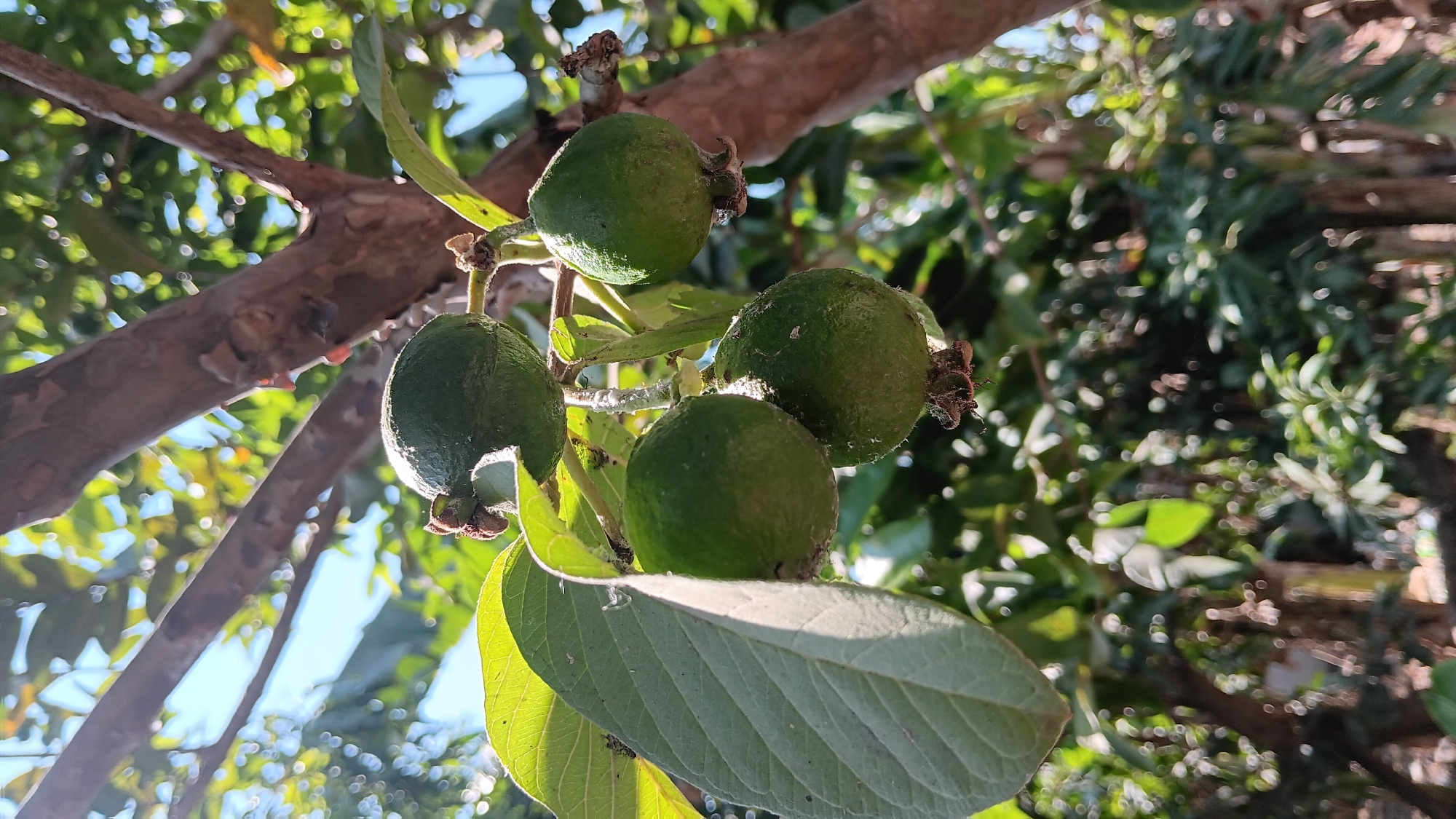 A close-up, eye-level, vertical shot captures several green guavas on a branch. The guavas are round and unripe, with some showing a slightly bumpy texture. They are clustered together, with one in the foreground to the left, two in the center, and one to the upper right. A large, veined green leaf is visible to the left of the foreground guava. The branch itself is textured and brown, with smaller twigs extending from it. The background is a blur of green foliage and dappled sunlight, suggesting an outdoor environment. The image does not depict any people or specific landmarks that would indicate its location in Sonobekel, Indonesia.
