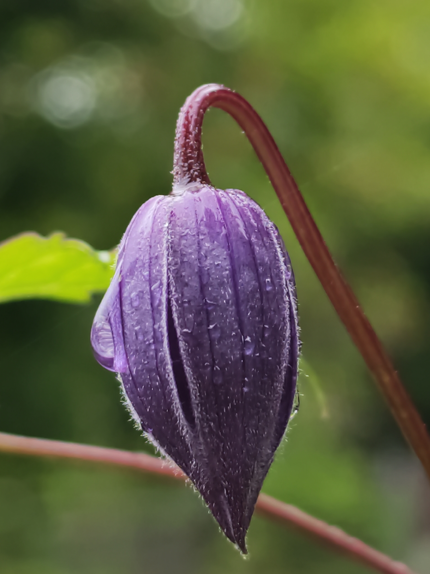 A close-up, portrait-oriented photograph shows a single, unopened purple flower bud with dew drops on its petals. The bud is angled and droops slightly from a curved, reddish stem. The background is softly blurred, featuring shades of green foliage and bokeh highlights, suggesting an outdoor environment. The image captures the delicate texture of the flower's petals, which appear slightly fuzzy along the edges. No people or any other objects are visible in the frame. The location is Angarskie Khutora, Russia.