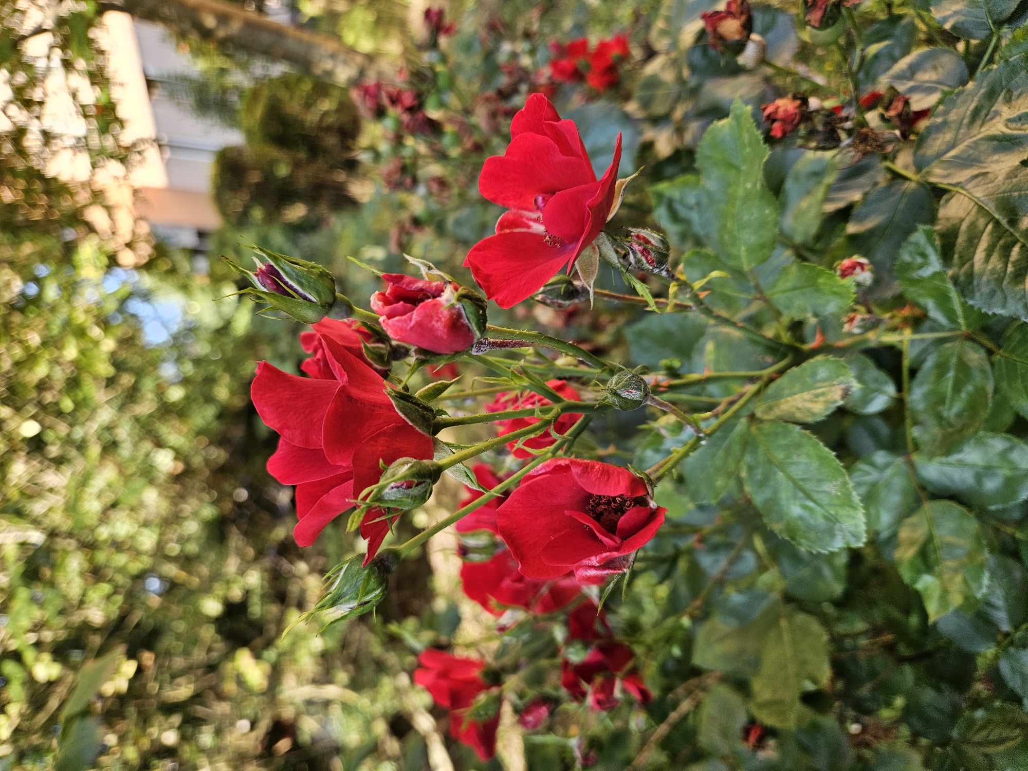 In the city of Rzeszów, Poland, a close-up photograph captures a cluster of vibrant red roses in bloom. The roses are the primary subject, with some fully opened and others in various stages of budding. Their petals are a deep, rich red, contrasting with the lush green foliage of the rose bush. Several unopened buds, tinged with a darker red at their tips, are also visible, hinting at future blooms. The stems are thin and green, supporting the delicate flowers.
The background is softly blurred, suggesting a shallow depth of field. It reveals a garden or park setting with dappled sunlight filtering through trees. Out-of-focus greenery and hints of a building in the distance suggest an urban park or garden. The overall impression is one of natural beauty and growth. No people or animals are present in the frame. The lighting indicates it is daytime, likely late afternoon given the warm tones in the background.
