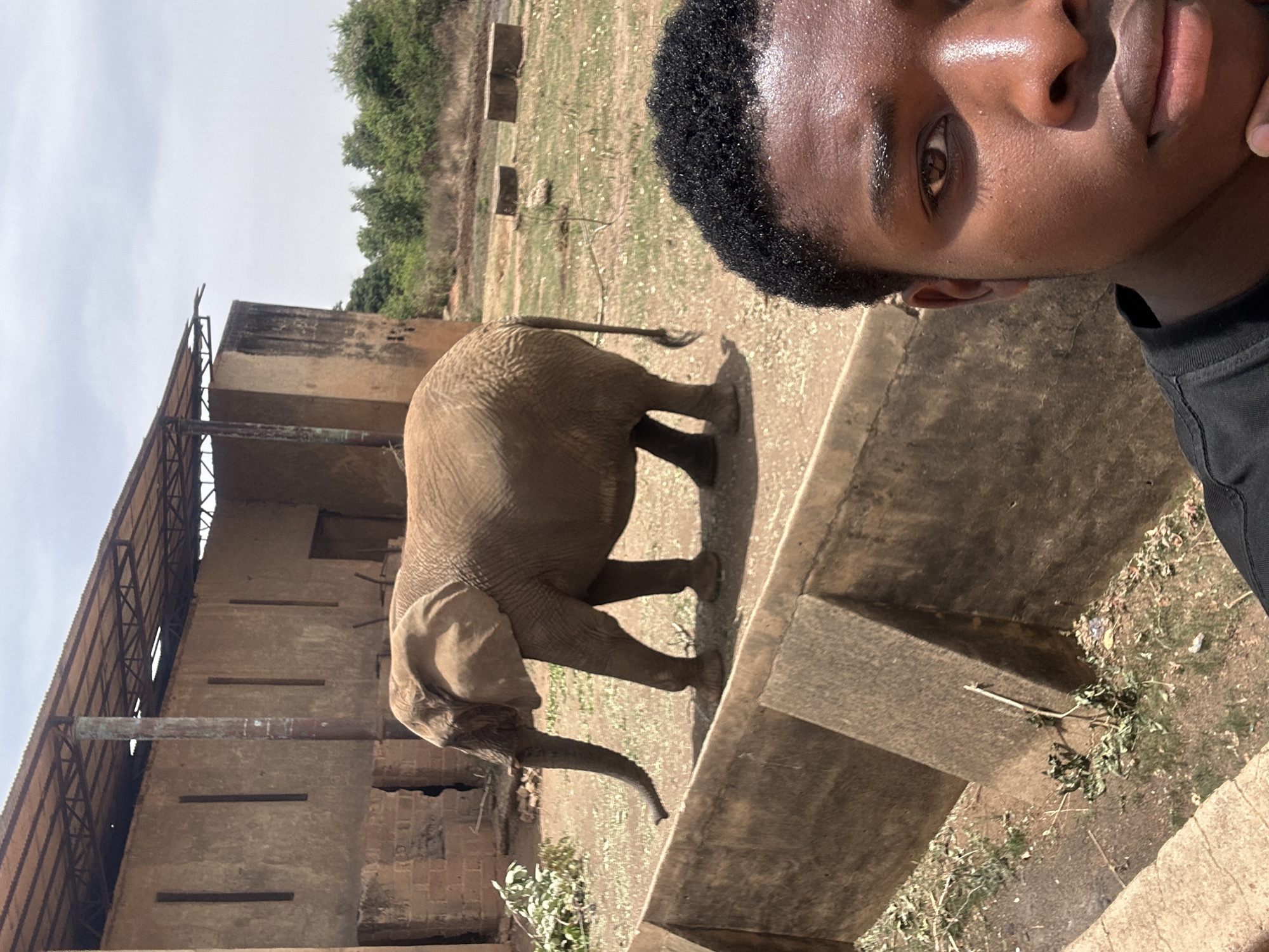 The media file captures a brightly lit, tilted selfie featuring a person and an elephant in what appears to be an outdoor enclosure in Jos, Nigeria.
The person, positioned on the right side of the frame and captured from the forehead to the chin, has dark skin, short, curly black hair, and is wearing a dark top. Their forehead shows a sheen of sweat, suggesting warm and sunny weather. Their expression is neutral as they look towards the camera, with one eye partially visible.
To the left of the person and slightly behind them, an adult elephant stands on dry, light brown ground with sparse green patches. The elephant, likely an African savanna elephant, is facing away from the camera, displaying its gray, wrinkled hide, tail, and partially visible trunk. It appears to be standing next to a concrete barrier or trough.
In the background, a worn, multi-story building constructed from concrete or brick is visible, featuring a metal-framed roof. A large, somewhat rusted pipe extends horizontally from the building's side. Sparse green trees and bushes are scattered in the mid-ground and distance under a bright, clear sky, indicating daytime.
The scene suggests a visit to a zoo, wildlife park, or sanctuary. No text is visible in the image.