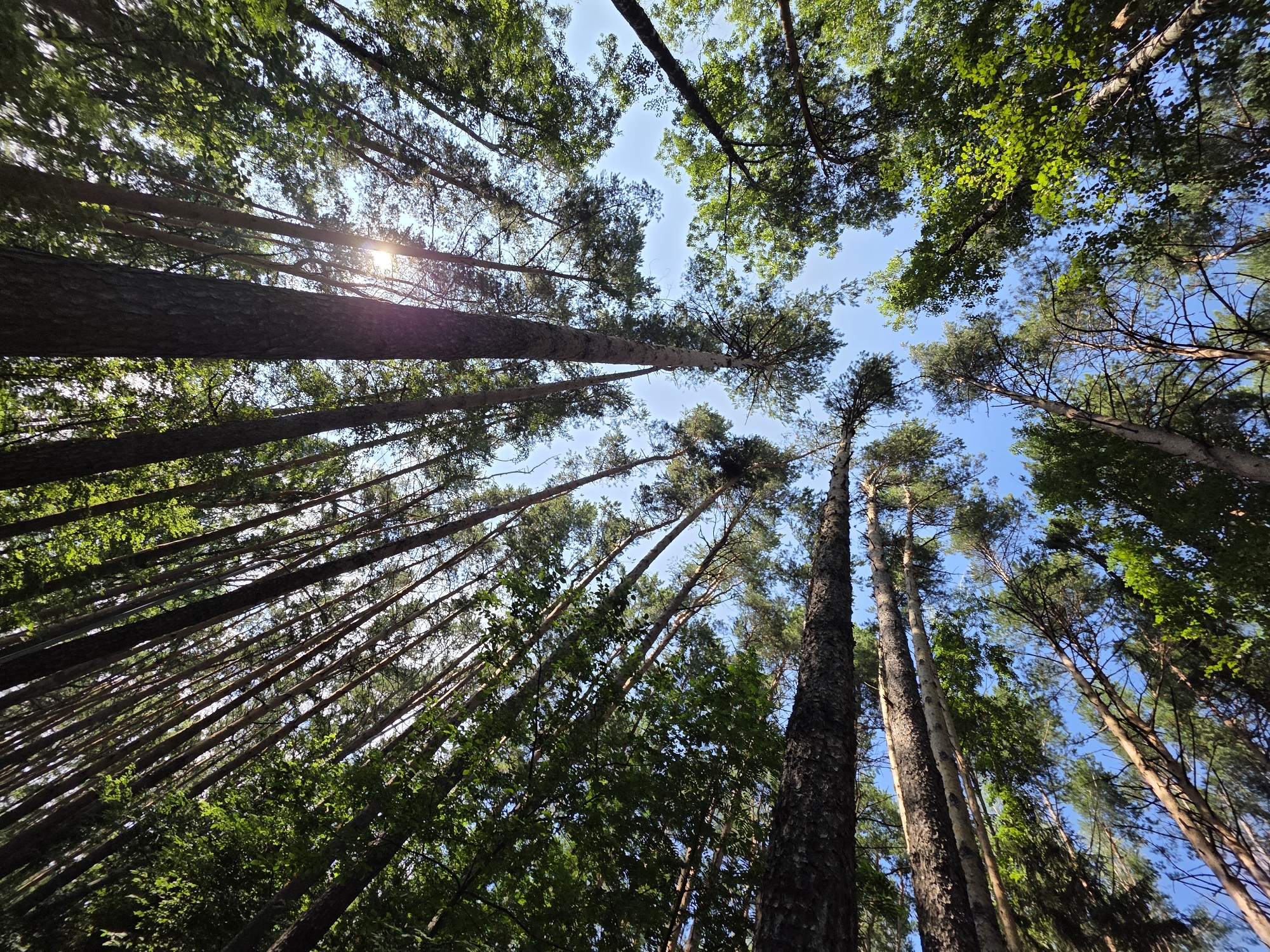 A low-angle shot captures a dense forest canopy with tall trees reaching towards a clear blue sky. The sun shines through the leaves, creating bright sunbeams. The image is from the city of Chaikovsky, Russia. The forest appears to be composed of pine and deciduous trees, with some of the trees leaning at an angle. The foreground is dominated by the rough bark of a large pine tree. The scene is devoid of people or any signs of human activity, presenting a natural, untouched environment.