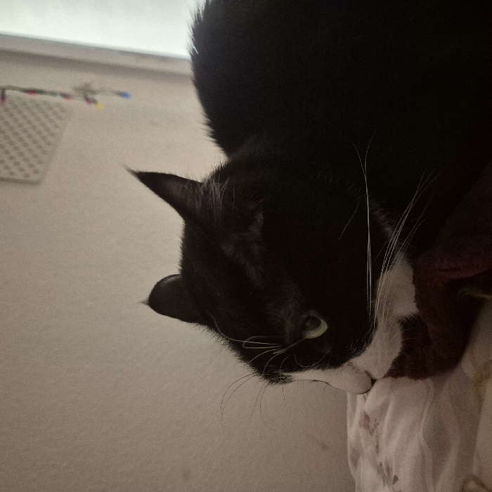 A black and white cat rests on white bedding. The cat's head is tilted, showing a single, bright green eye. Predominantly black fur covers the cat’s body, with white fur around the muzzle and chest. Long, white whiskers extend from the face. A white wall appears in the background, partially obscured by the cat. A decorative, white, rectangular object with small colored lights sits to the left of the image.