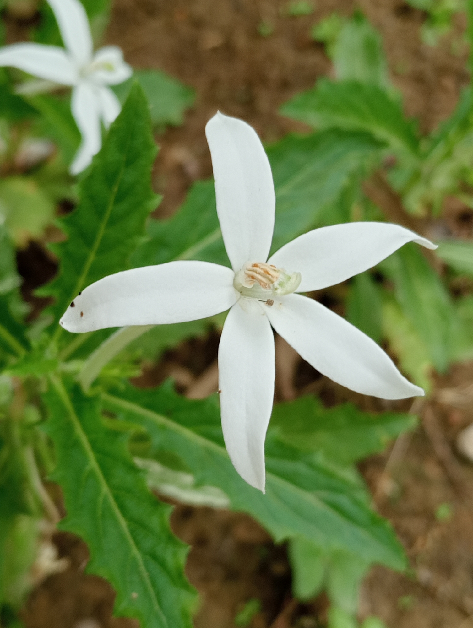 A close-up shot shows a white, star-shaped flower with five petals, set against a backdrop of green leaves and brown soil. The flower is in focus, with its delicate petals slightly curved and the center featuring light brown stamens and a faint green stigma. Small dark spots are visible on one of the petals. In the background, another out-of-focus white flower is partially visible to the left. The leaves are a vibrant green and have serrated edges. The overall scene suggests a natural outdoor environment.