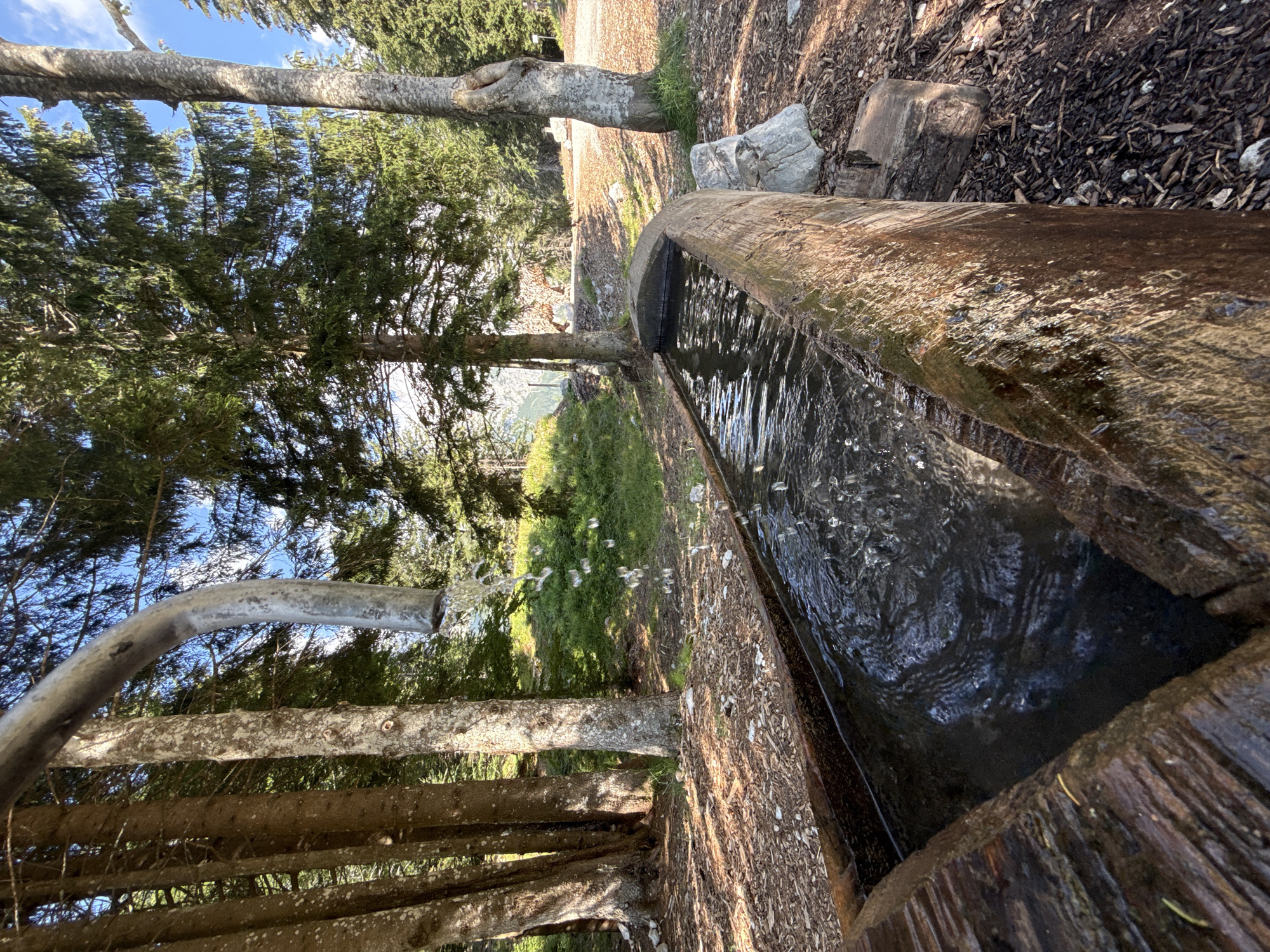 The image captures a natural water trough carved from a log, filled with clear, rippling water. A metal pipe extends from above, directing a stream of water into the trough, creating visible splashes. The trough is situated outdoors, surrounded by tall evergreen trees and a sun-dappled forest floor covered in wood chips and scattered stones. In the background, a grassy slope leads up to more trees, with the sky visible through the branches. The scene suggests a rustic setting, possibly a mountain spring or a natural drinking fountain in a forest. This location is consistent with many natural water sources found in and around the city of Molveno, Italy, which is known for its alpine environment and numerous hiking trails. There are no people or animals visible in the image.
