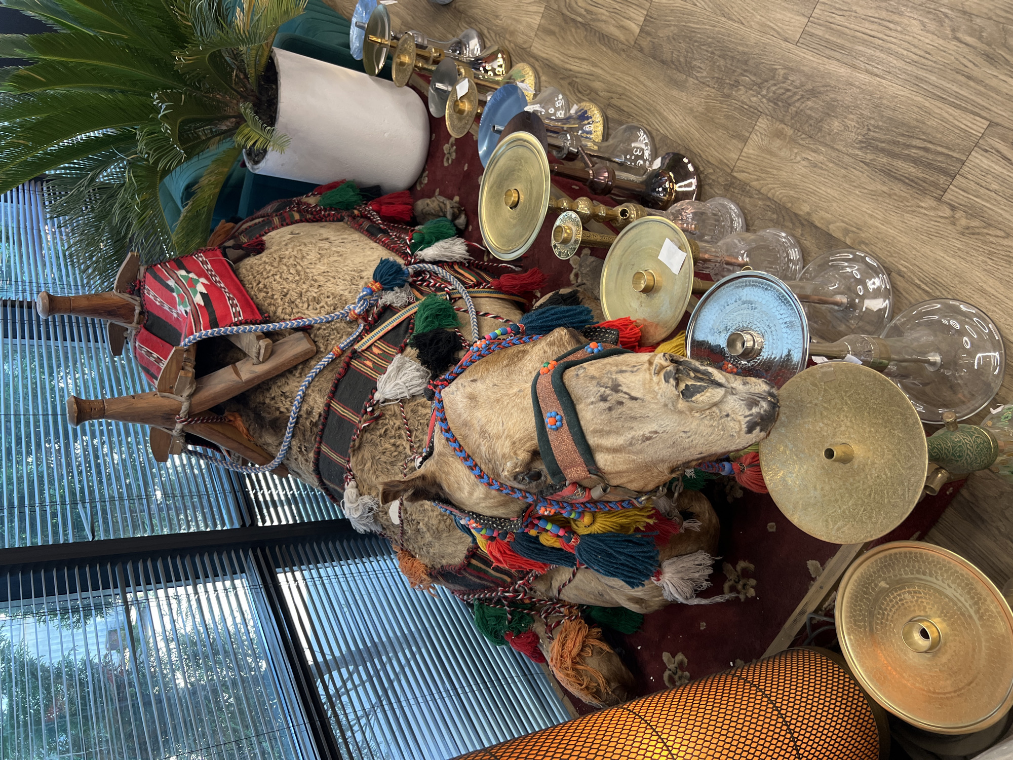 This media file shows a close-up, overhead view of a decorative, taxidermied camel. The camel is adorned with a red and black saddle blanket, woven with geometric patterns and colorful tassels in red, green, blue, and white. The camel's head and hump are also decorated with similar colorful cords and tassels.
Surrounding the camel are various metallic objects, appearing to be cymbals or decorative platters, in brass and silver tones. Some of these objects have visible labels or stickers. Several glass vessels, resembling large light bulbs or decanters, are also present, some appearing to be tinted. In the background, a large white pot holds a lush green palm plant. The setting appears to be indoors, with a wooden floor visible. In the lower left of the frame, a window with horizontal blinds allows a view of trees and greenery outside, suggesting a daytime scene. The overall impression is a decorative display, possibly in a retail space or home. No people are visible in the image. The location context is Krasnodar, Russia.