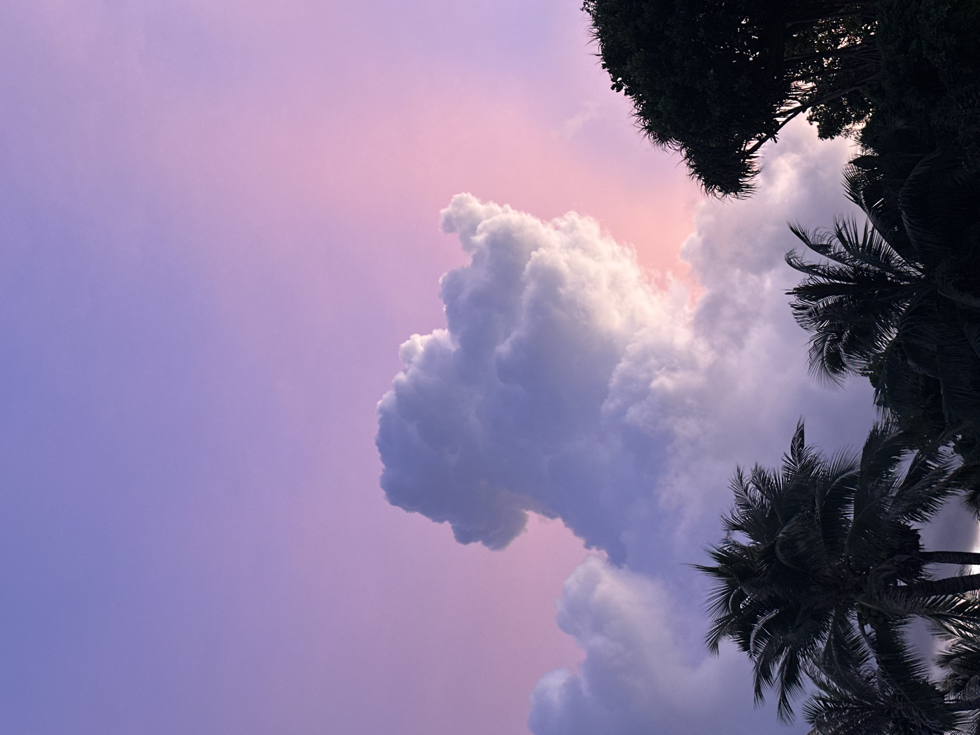 This media file depicts a vibrant sky at sunset or sunrise, with hues of purple and pink blending seamlessly. Silhouetted against this colorful backdrop are the dark, feathery fronds of palm trees, framing the scene from the top and right edges. One large, fluffy cloud dominates the center-left of the frame, appearing illuminated by the fading or emerging light, with subtle shades of blue and white. The overall impression is one of tropical tranquility and natural beauty, possibly captured in Rawai, Thailand, given the prominent palm trees. The time of day is clearly indicated by the dramatic sky colors. There is no visible text in the media file.