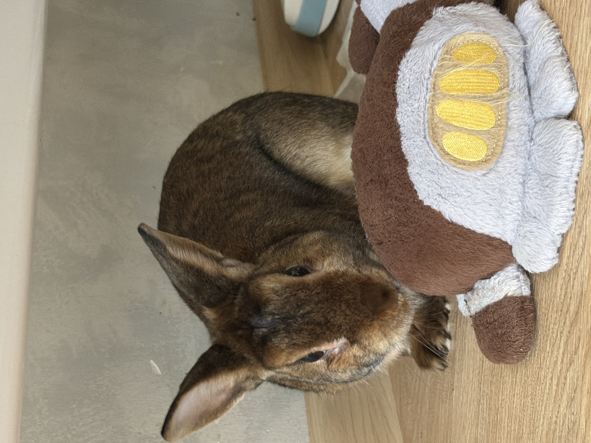 In an interior setting in Solikamsk, Russia, a brown domestic rabbit with characteristic dark eyes and darker facial markings sits on a light wooden surface. The rabbit is positioned behind a plush toy, which is in the foreground, partially obscuring the rabbit's lower body. The toy is predominantly brown and light grey, featuring yellow embroidered details, possibly representing paw pads, on its underside. The rabbit's front paws are visible on the wooden surface, and it appears to be observing the viewer directly. In the background, a light grey wall rises, with a horizontal demarcation suggesting a shelf or wall division. To the right of the rabbit, a small, light blue and white bowl is visible on the wooden surface.