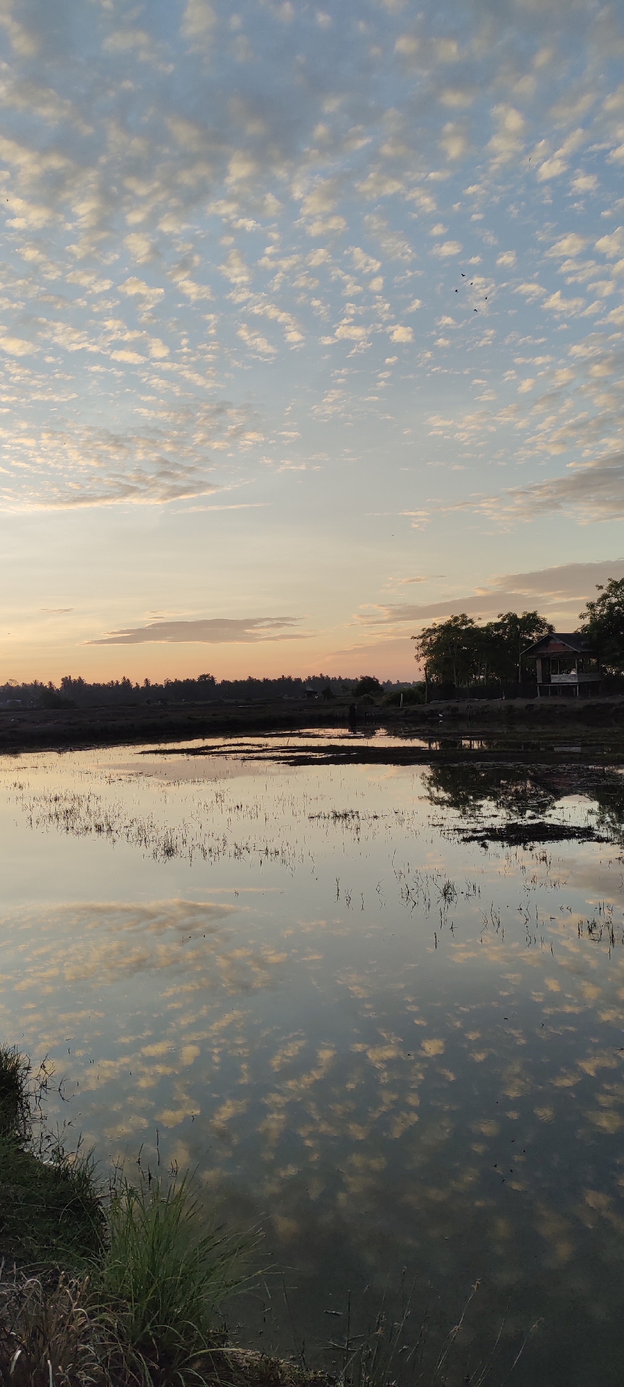 This is a vertically oriented, low-angle shot of a rural landscape at dusk, likely in or around Lhokseumawe, Indonesia, featuring a body of water that reflects the sky and surrounding environment. The sky is filled with small, scattered white and gray clouds against a pale blue and orange gradient, suggesting the sun has recently set or is about to rise. A few birds are visible as small dark specks in the sky.
The foreground consists of the edge of a body of water, possibly rice paddies or a shallow lake, with a few blades of tall green grass and some dry vegetation growing along the bank. The water's surface is calm, creating a clear reflection of the sky's clouds. In the midground, the water stretches out, broken by patches of dark earth and sparse vertical reeds or stubble.
The background reveals a distant treeline composed of palm trees and other foliage, with a small, dark structure resembling a house or building nestled amongst the trees on the right side. The overall scene is tranquil and natural, characterized by the interplay of light and reflection on the water's surface under a cloudy twilight sky.