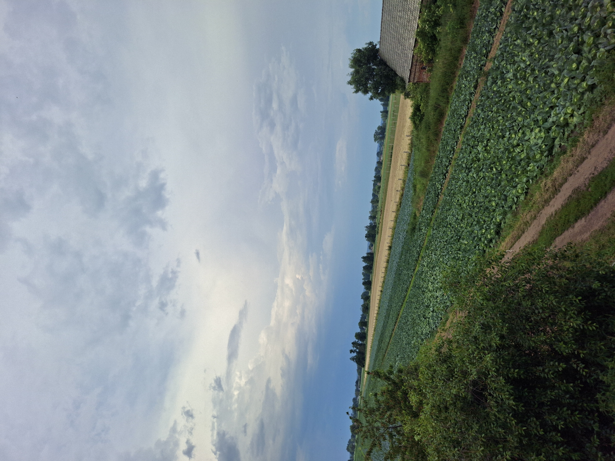 The image depicts a rural agricultural landscape under a partly cloudy sky. In the foreground, to the right, a dense green bush occupies the lower portion. Behind it, a vast field of green crops, likely cabbages due to their rounded shape and broad leaves, stretches diagonally across the frame. Adjacent to this field is a lighter-colored field, possibly fallow or planted with a different crop like grain, separated by a dirt path. Further back, a line of trees forms a distant border, and a small, weathered building with a dark roof is visible near the top right corner, with some brickwork at its base. The sky is a mix of light and dark clouds, with patches of blue sky visible, suggesting the time of day is likely late morning or afternoon. The overall scene conveys a sense of agricultural productivity and rural tranquility. There is no visible text in the image.
