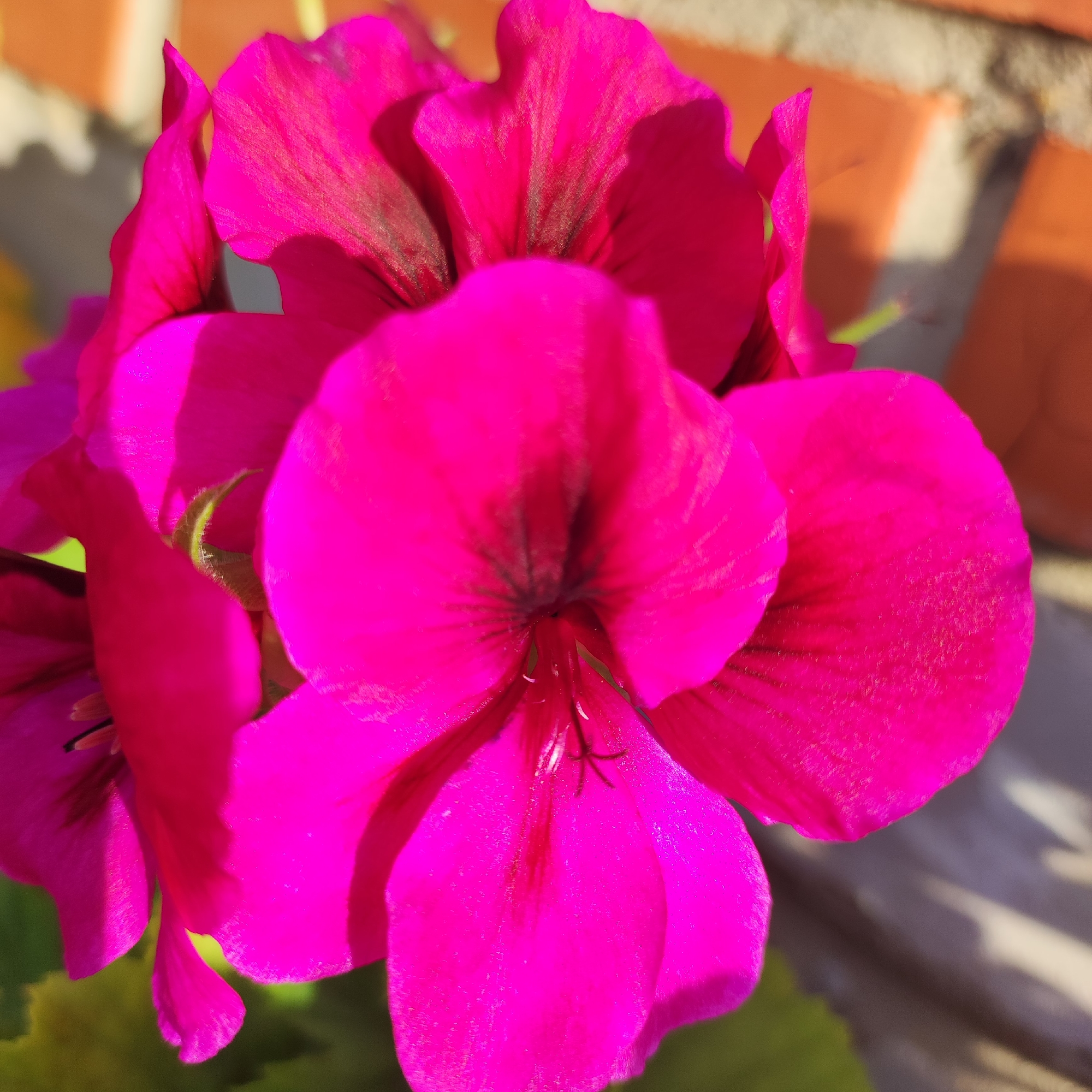 A close-up, eye-level, medium shot captures a cluster of vibrant pink flowers, possibly geraniums, against a blurred background of a brick wall and a hint of green foliage. The flowers dominate the frame with their rich magenta petals, some of which are unfurling and others tightly closed. The petal surfaces exhibit a soft, velvety texture, with darker veins radiating from the center of each bloom. The lighting creates strong highlights and shadows, accentuating the three-dimensionality of the petals. In the center of the largest flower, the stamens and pistil are visible, appearing as thin, dark filaments. The overall impression is one of natural beauty and vivid color. The location is unknown.