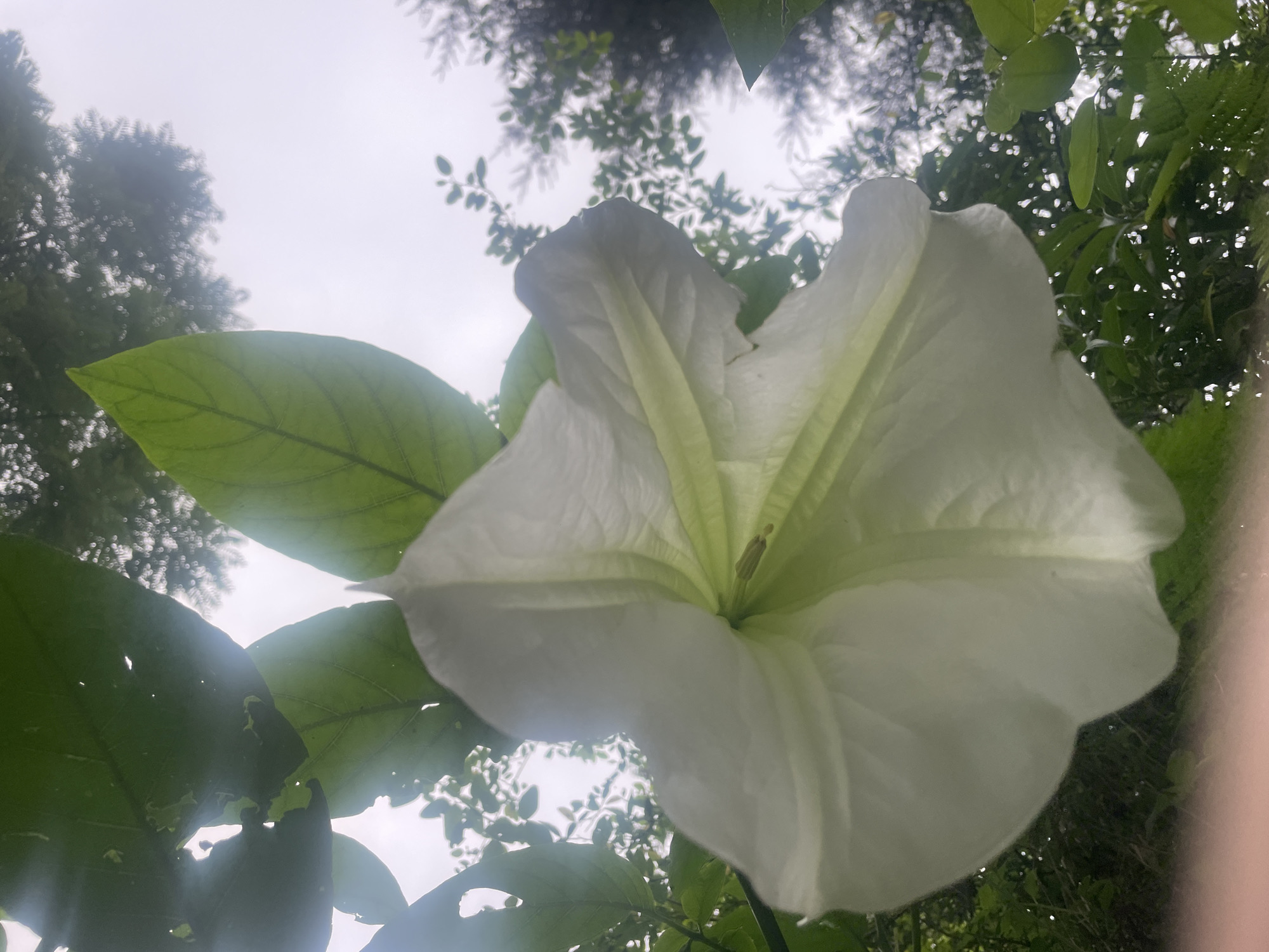 An extreme close-up, upward-facing shot captures a large, white trumpet-shaped flower, likely a Brugmansia, blooming outdoors against a bright, overcast sky. The flower's petals are delicately veined and tinged with a pale green towards the center. Several large, green leaves frame the flower from above and the sides, some showing signs of insect damage. In the background, out-of-focus foliage and trees are visible, suggesting a garden or natural setting. The overall lighting is soft, indicating a cloudy day. There are no people or specific urban elements to indicate a location in Dharamkot, India.