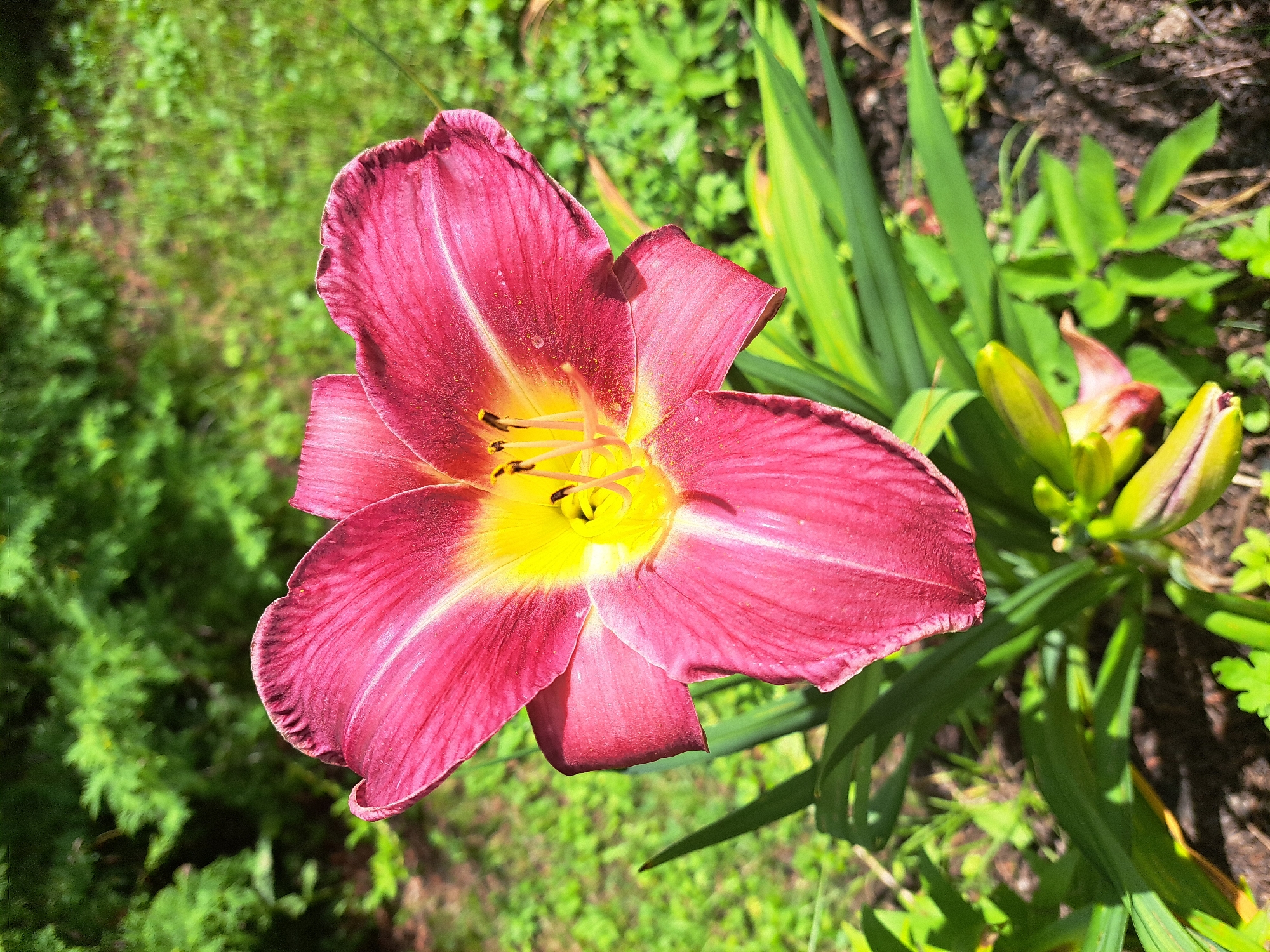 A close-up, eye-level, medium shot captures a vibrant, dark pink and yellow daylily in full bloom. The flower's petals, with their characteristic ruffled edges, display a gradient of color, transitioning from a deep magenta at the tips to a bright yellow at the throat. The stamen, tipped with dark anthers, are visible within the flower's center. The daylily stands amidst lush green foliage, including sword-like leaves and unopened buds, suggesting a garden setting. The background is a soft blur of more green vegetation and dappled sunlight, indicating an outdoor environment. The scene is devoid of human presence and appears to be a naturalistic study of the flower. The image is well-lit, with natural light highlighting the flower's texture and color. There is no discernible indication of its location within Kalinka, Russia, as the image lacks any specific landmarks or identifying features.