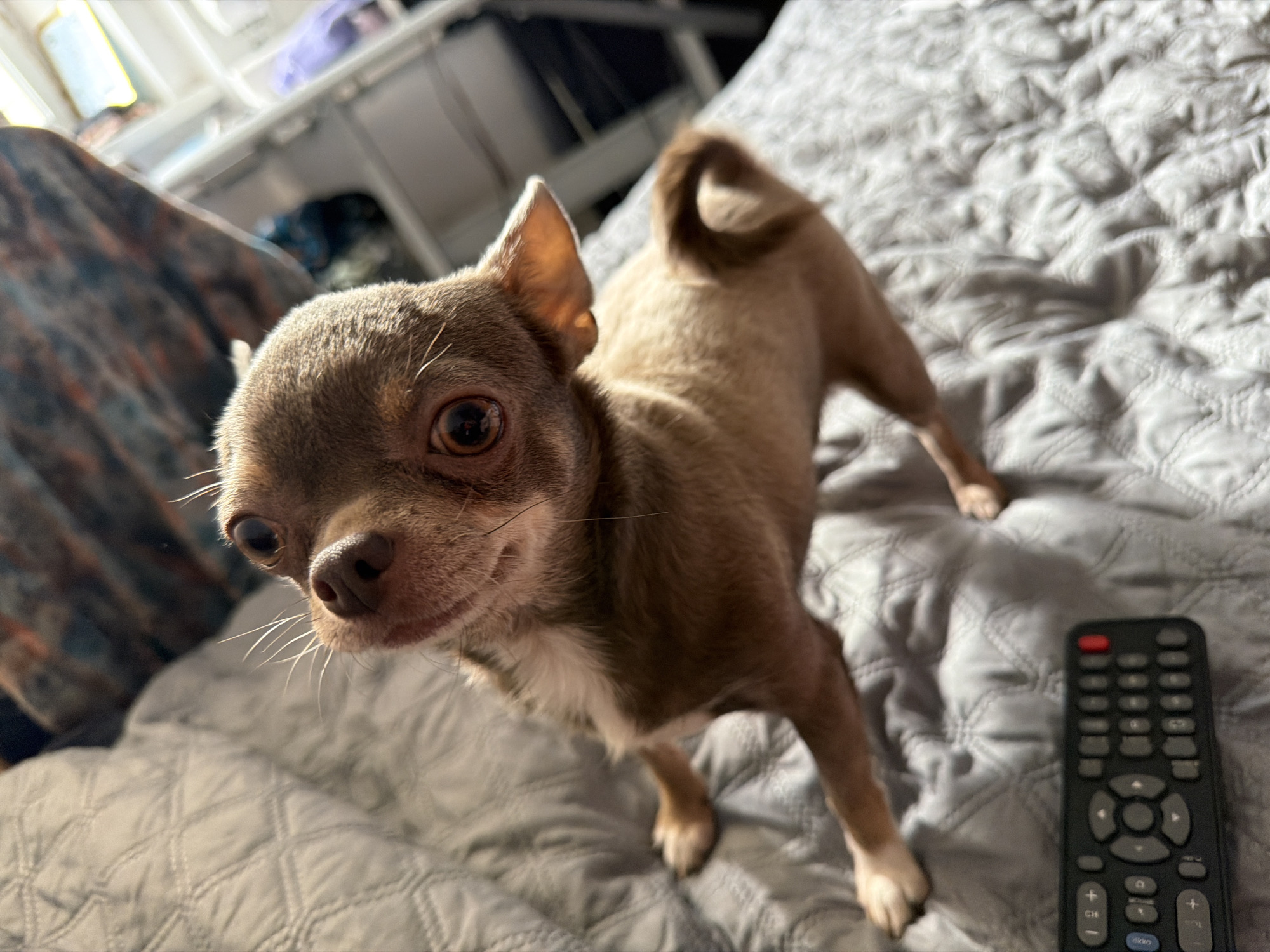 A brown chihuahua stands on a gray quilted bedspread. A black remote control lies to the right of the dog. The dog has a white patch on its chest and curled tail. In the background, there is a white cabinet and a patterned blue and brown pillow.