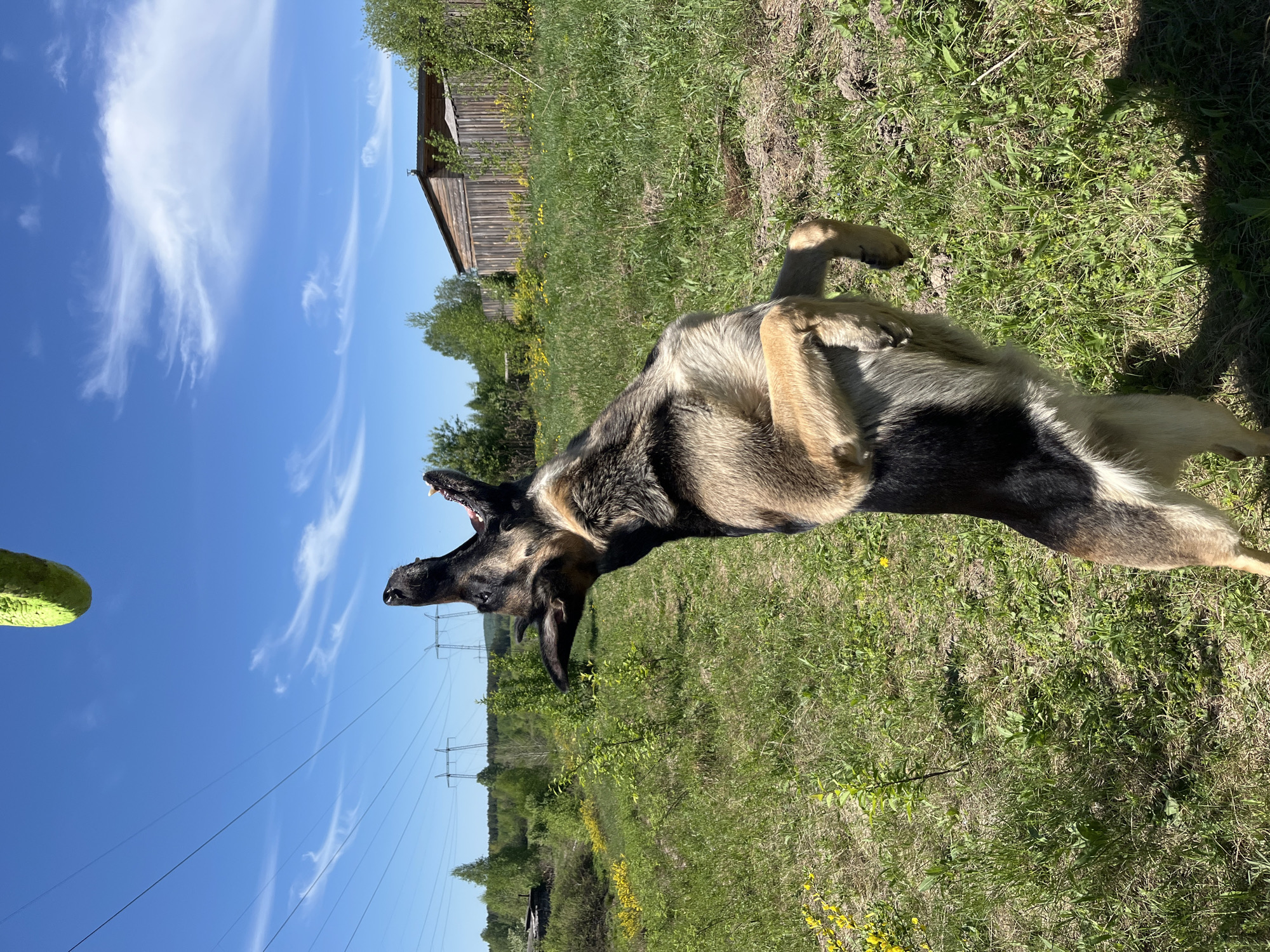 A medium-sized dog with black and tan fur is on its back in a grassy field. The dog has its mouth open and appears to be catching a green ball. In the background, there is a wooden building, trees, and power lines against a blue sky with clouds. The location is not discernable.