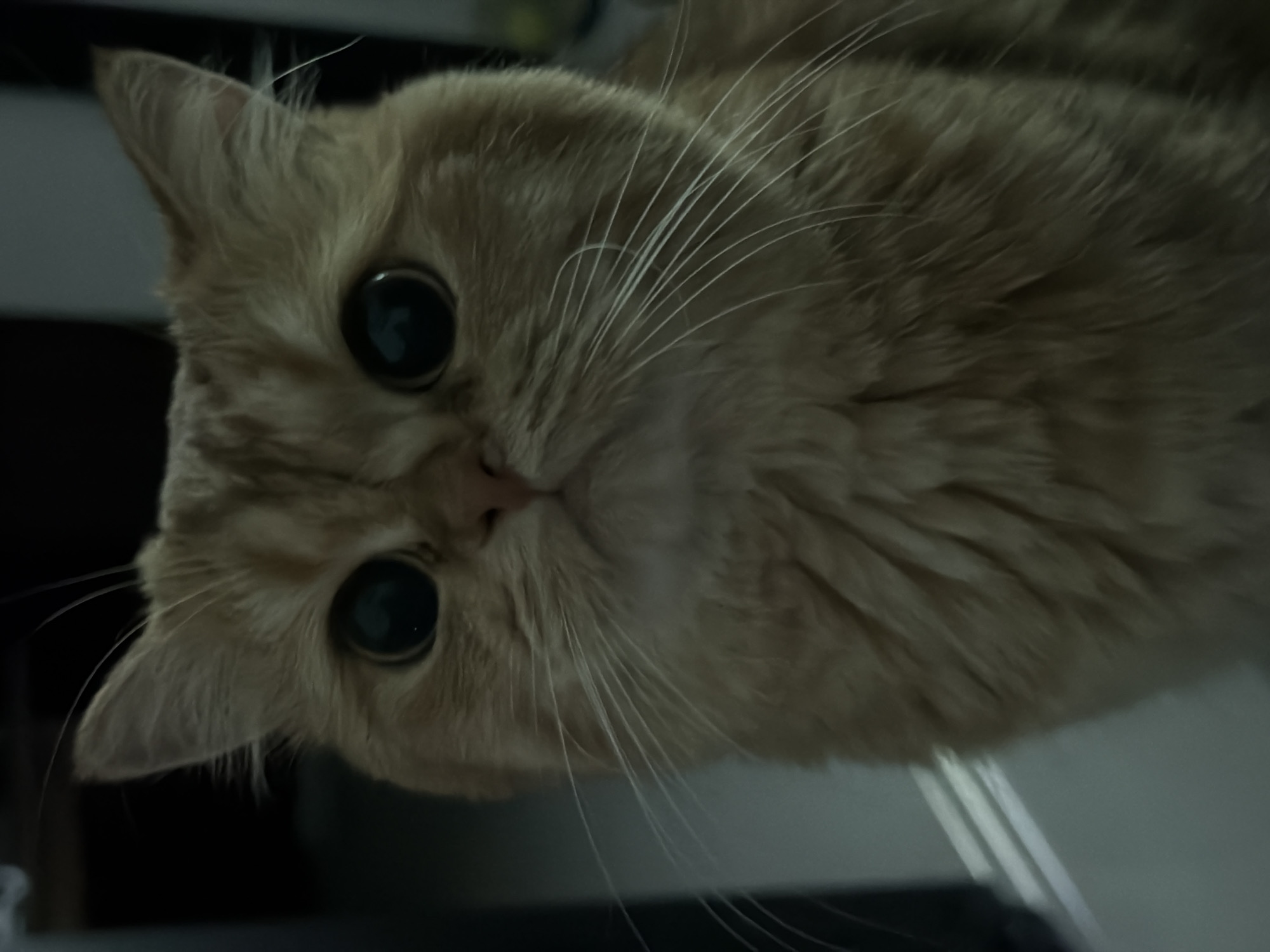 The image shows a close-up of an orange cat's face. The cat has large, dark eyes and prominent white whiskers. The fur is fluffy and appears to be ginger or golden in color. The background is dark and out of focus, with some faint vertical lines visible on the left side. There is no indication of the location being Đà Nẵng, Vietnam.