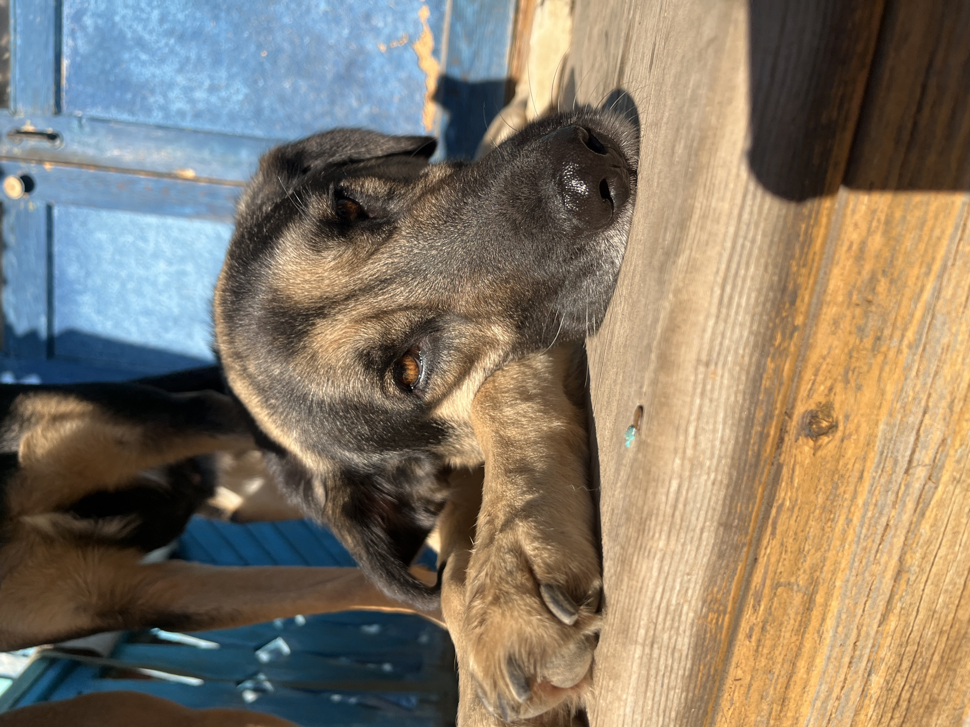 A German Shepherd mix dog with brown and black fur rests its head on a wooden surface in front of a blue door. The dog's eyes are amber, and its nose is black and wet. Sunlight casts shadows on the wooden planks. In the background, another dog's legs are visible. The scene is set outdoors, possibly in a yard or patio area. There is no indication of the specific location within Nizhny Tagil, Russia.