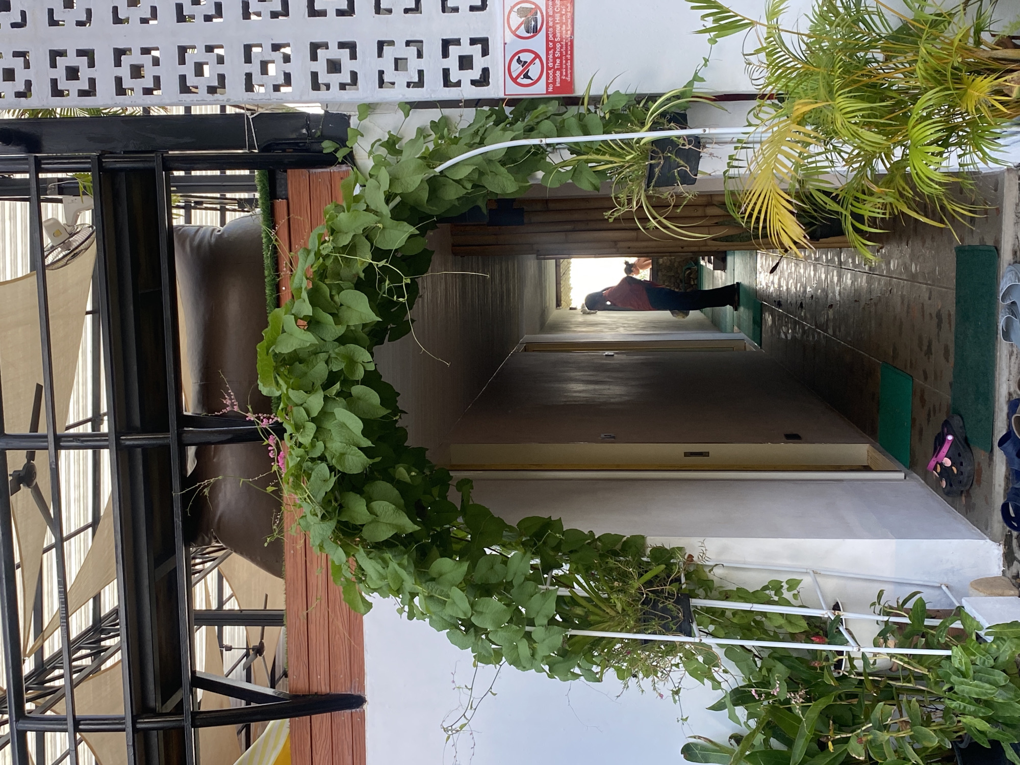 The image, taken in บ้านบางรักษ์, Thailand, showcases a pathway or corridor adorned with an arch of lush green vines. The entrance is framed by this natural structure, which is supported by a white trellis-like frame. To the left of the arch, there is a black metal structure resembling a skeletal building or perhaps a decorative piece. On the right, a sign is visible along with a palm-like plant in a pot.
The pathway itself leads inward, showing a person walking away from the camera. The floor appears to be tiled or paved, and there are doormats near the entrance. Various footwear, including clogs and sandals, are placed near the entrance. The walls of the corridor are painted a neutral color, possibly white or gray. The lighting in the passageway transitions from brighter at the entrance to darker as it extends further in.