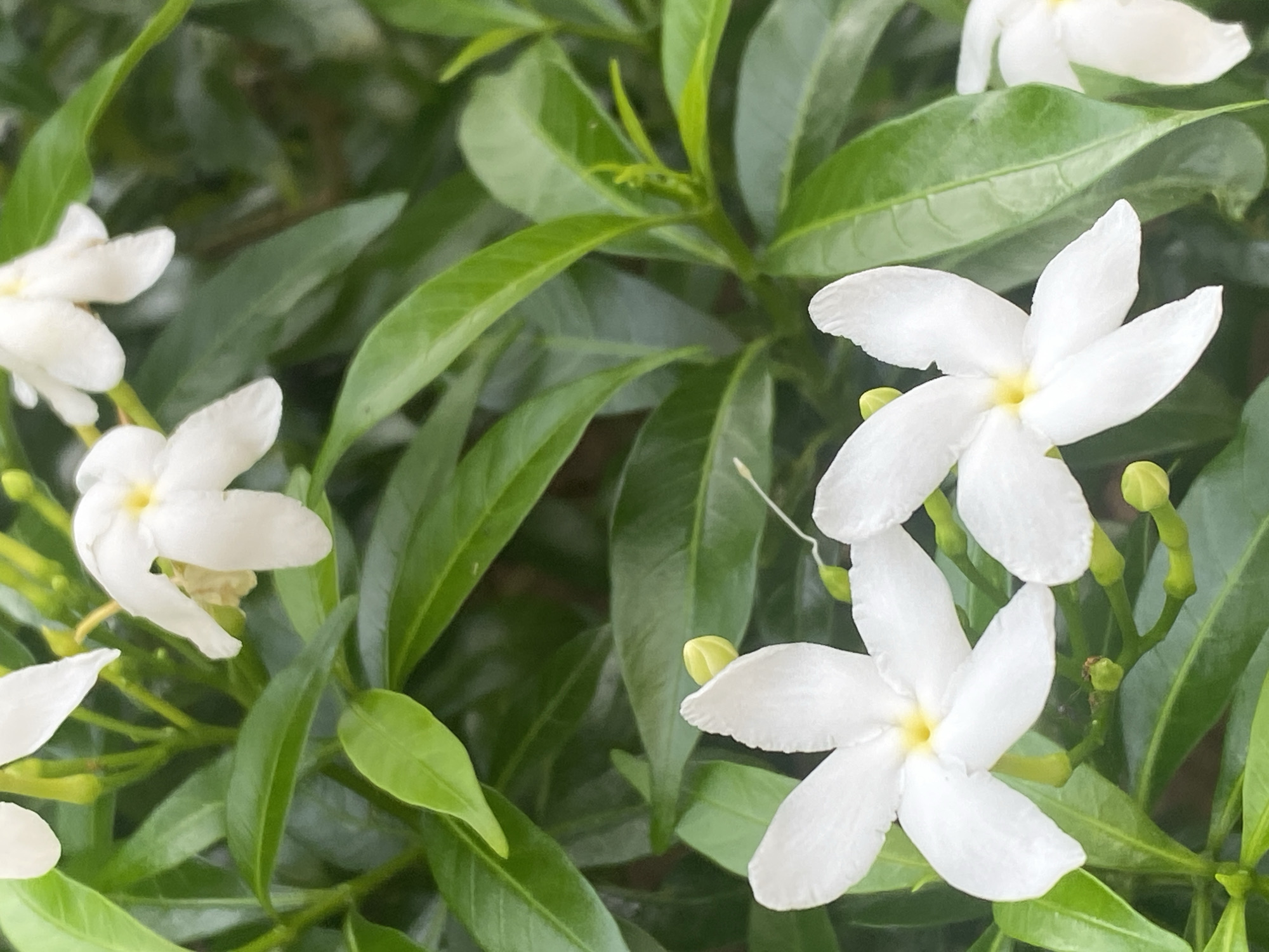 The image is a close-up, eye-level shot of several white star-shaped flowers with yellow centers, surrounded by lush green leaves. The flowers have five petals each and appear to be on a plant with multiple stems and buds. The lighting suggests it is daytime, with natural light illuminating the scene. The background is composed of more green foliage, creating a soft, blurred effect that emphasizes the flowers and leaves in the foreground. There are no people or animals visible in the image. The image does not provide any specific details that would indicate its location within Mũi Né, Vietnam, beyond the general assumption of a garden or natural setting.