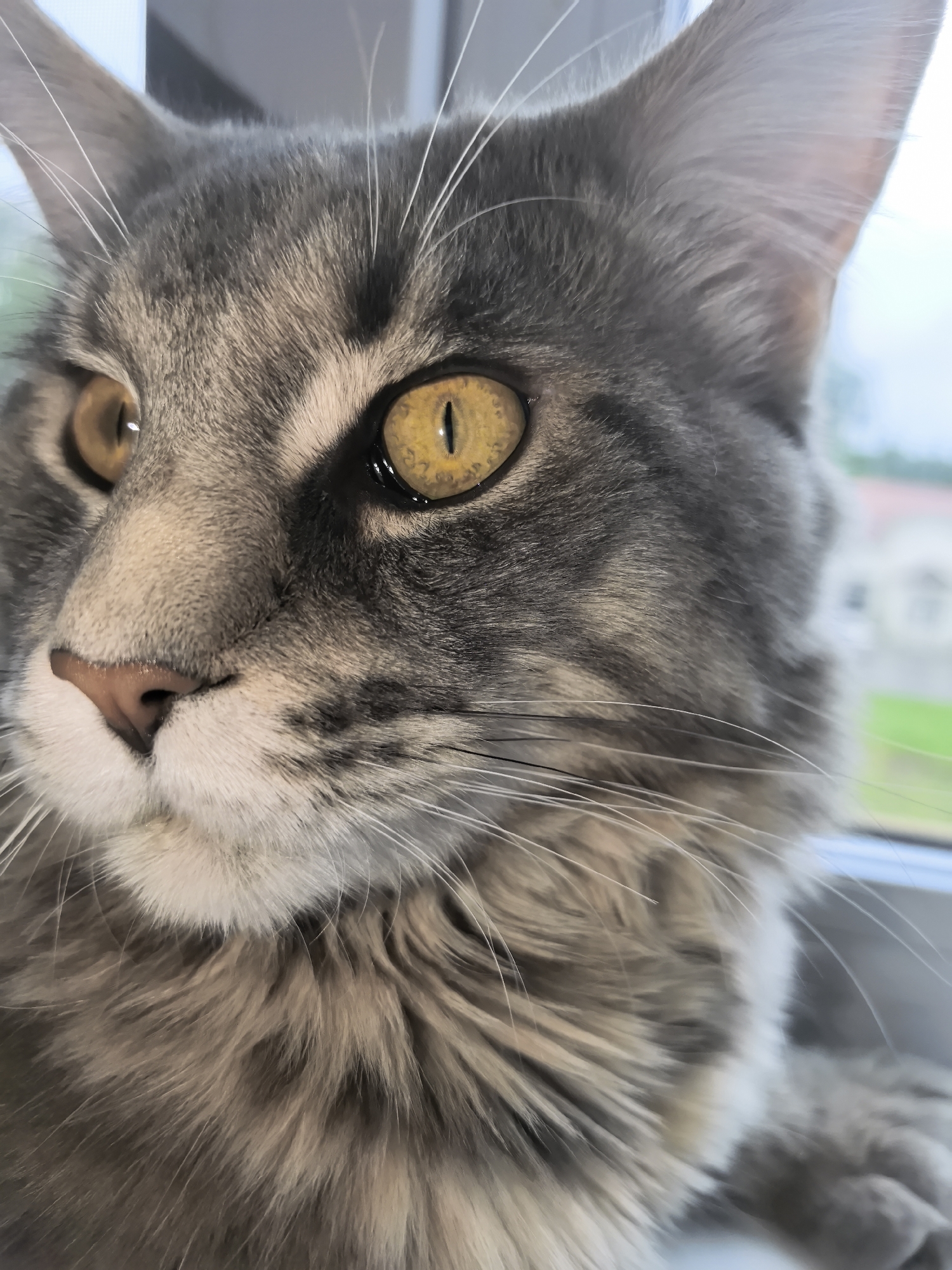 A close-up image shows the head of a grey tabby cat with amber eyes. The cat has a pink nose and white fur around its mouth and neck. Its whiskers are white and extend outwards. The background is slightly blurred, showing a window with a view of a building and some green vegetation. The location appears to be indoors, near a window. The city is Unknown, Unknown.