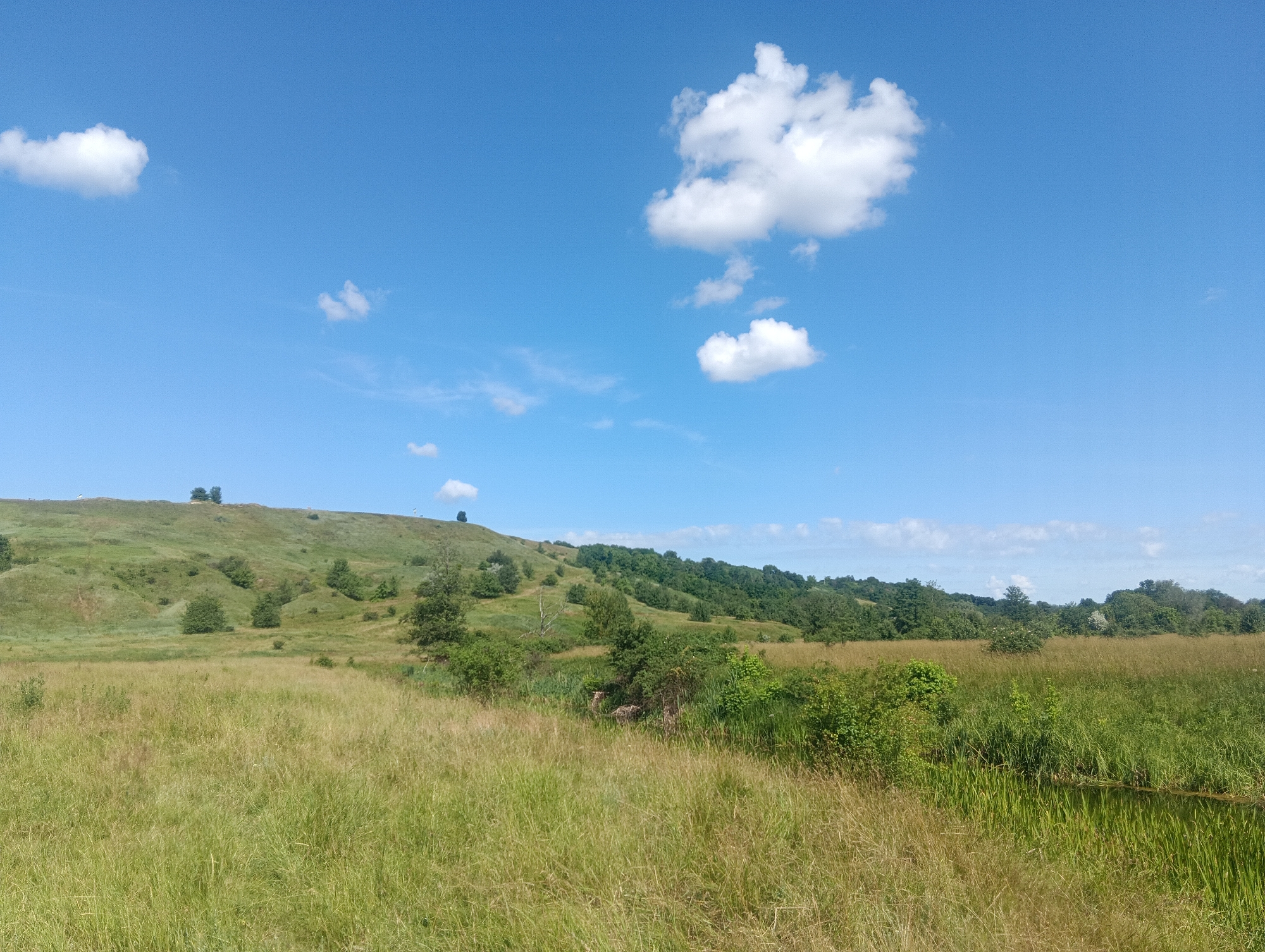 An outdoor, wide shot captures a grassy, rolling hillside under a bright blue sky with scattered white clouds. The foreground is dominated by a field of dry, yellow-green grass, with a small, dark body of water visible on the far right. The hillside rises in the middle ground, covered in green grass and dotted with scattered trees and bushes. The distant background features a treeline. The scene is devoid of any human presence or activity.